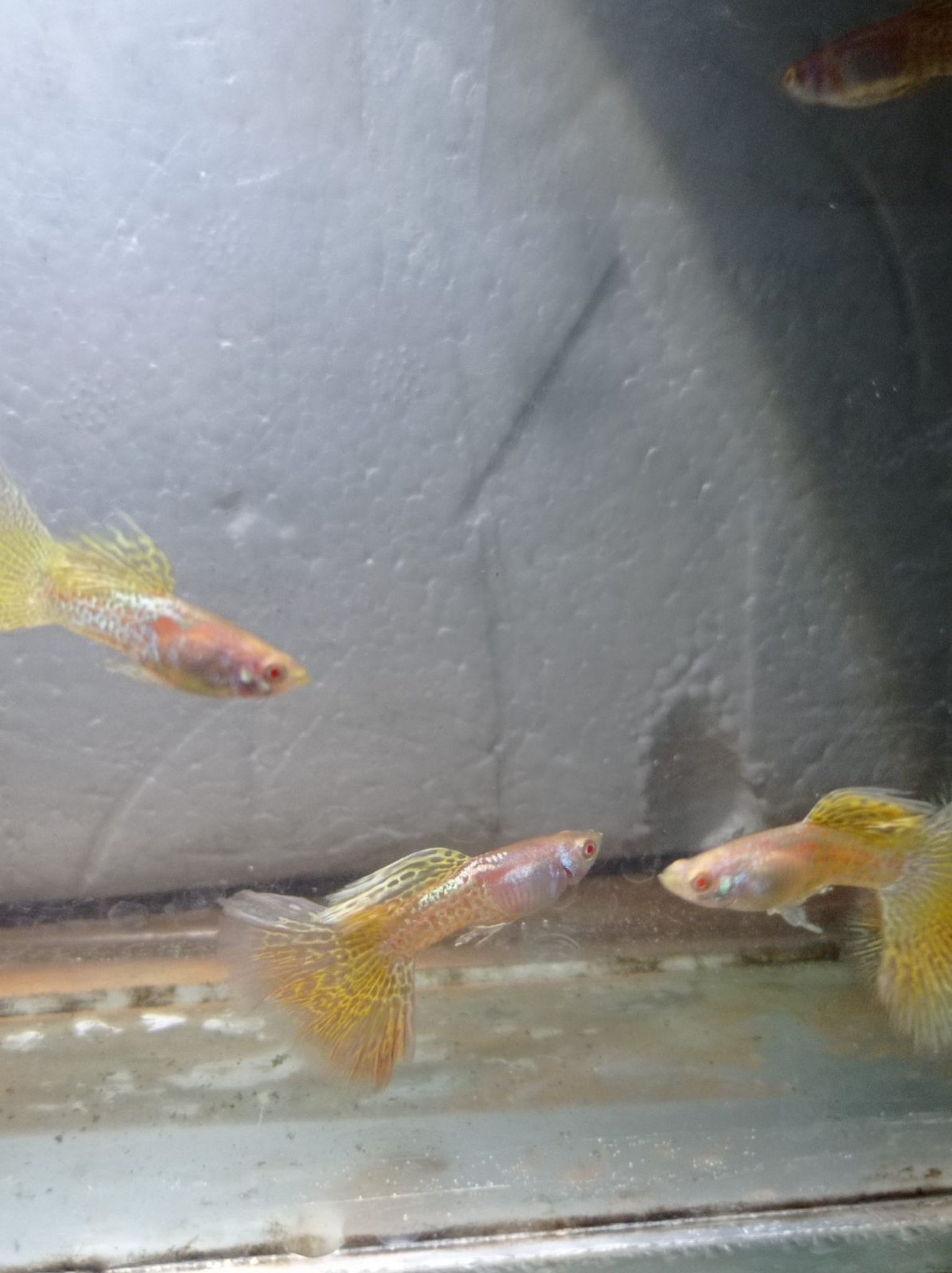 Albino Metal Snake Skin Yellow Lace Male Guppy