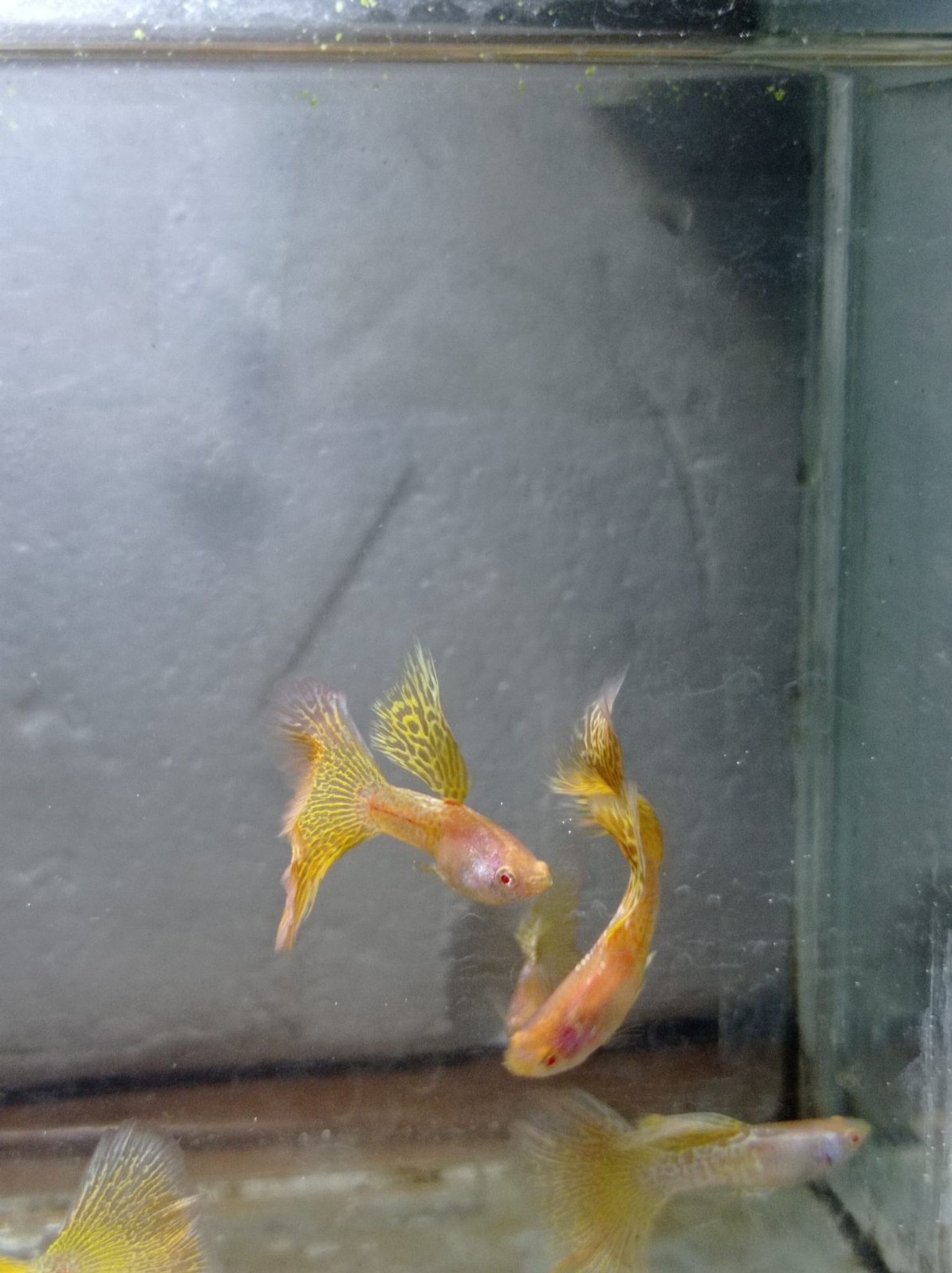 Albino Metal Snake Skin Yellow Lace Male Guppy