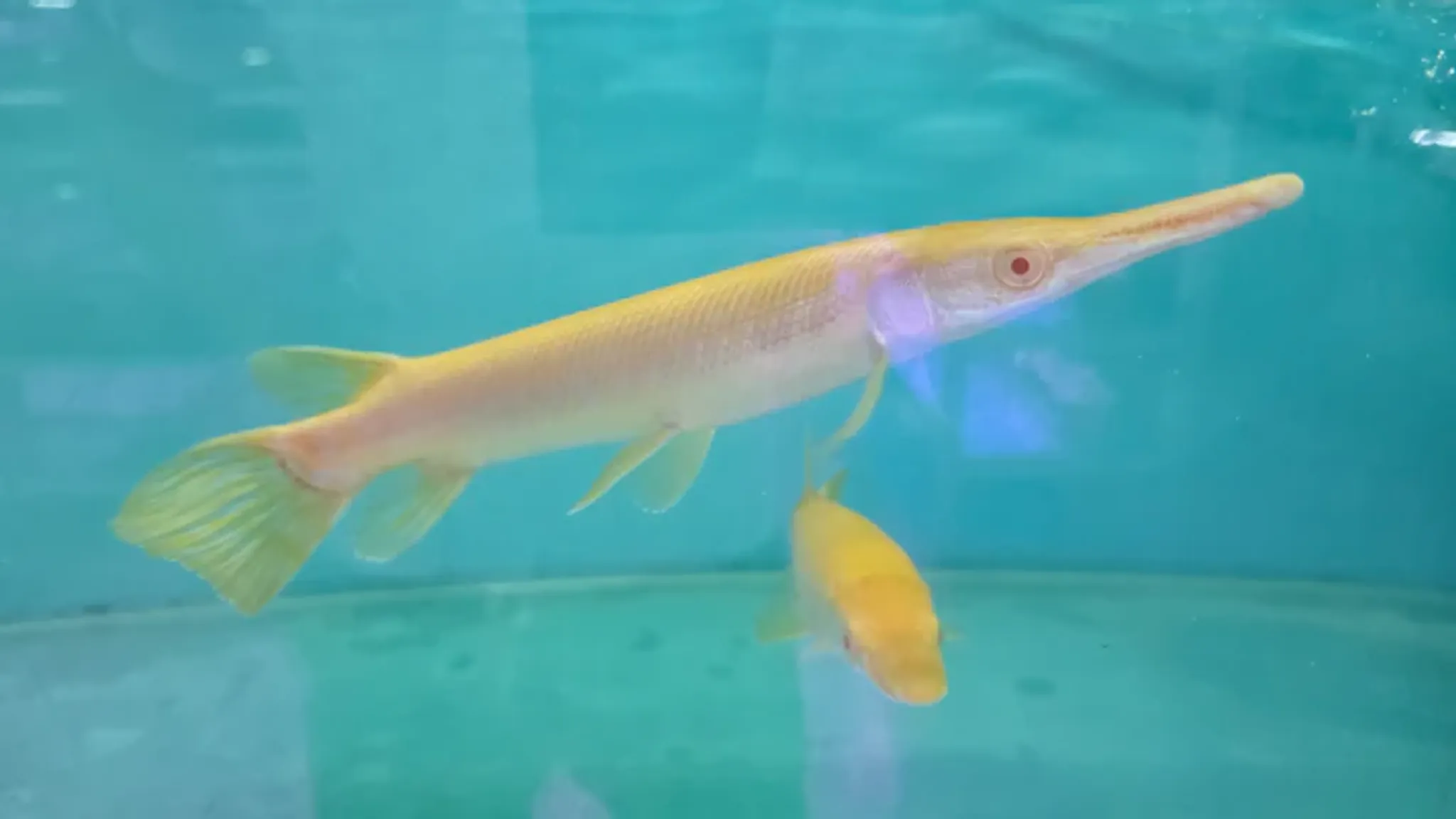 Albino alligator gar