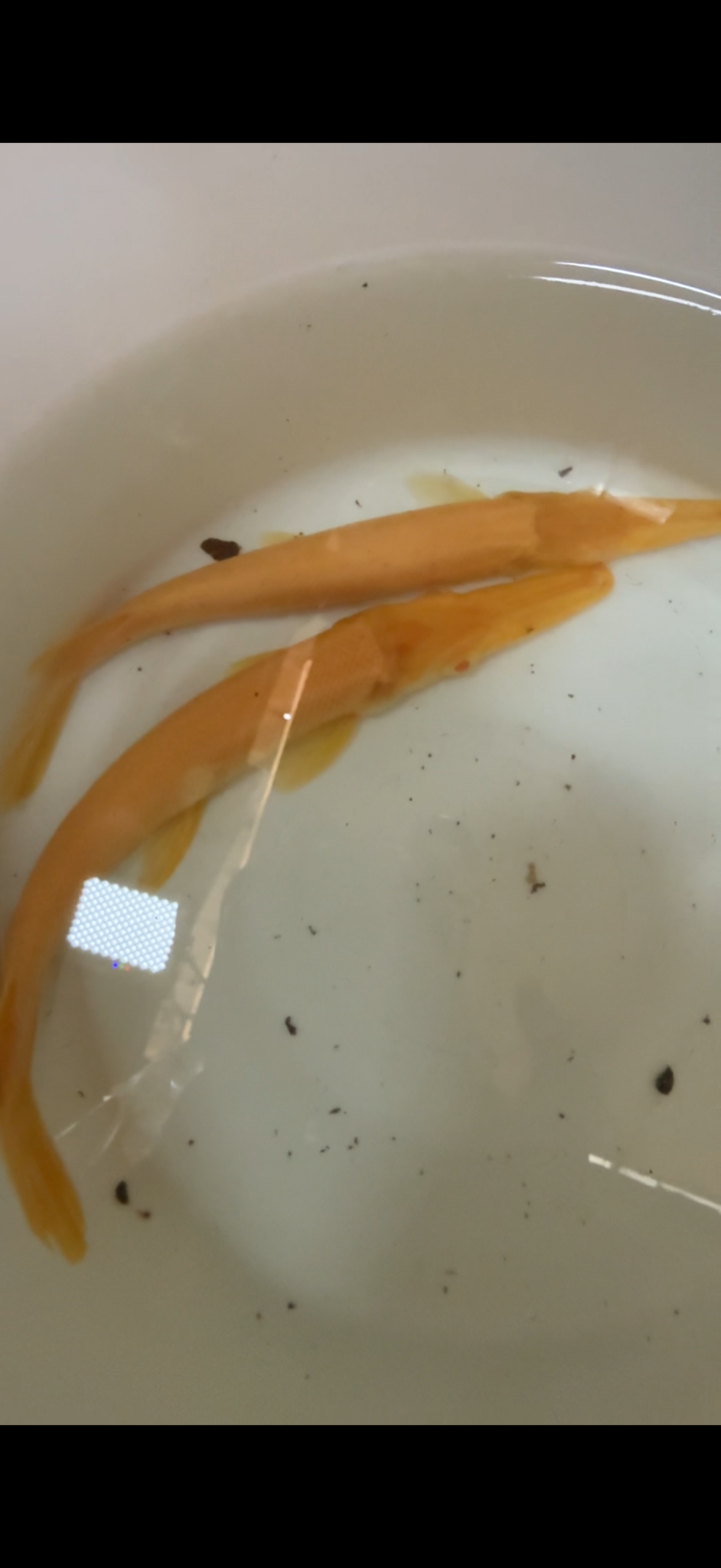 Albino alligator gar