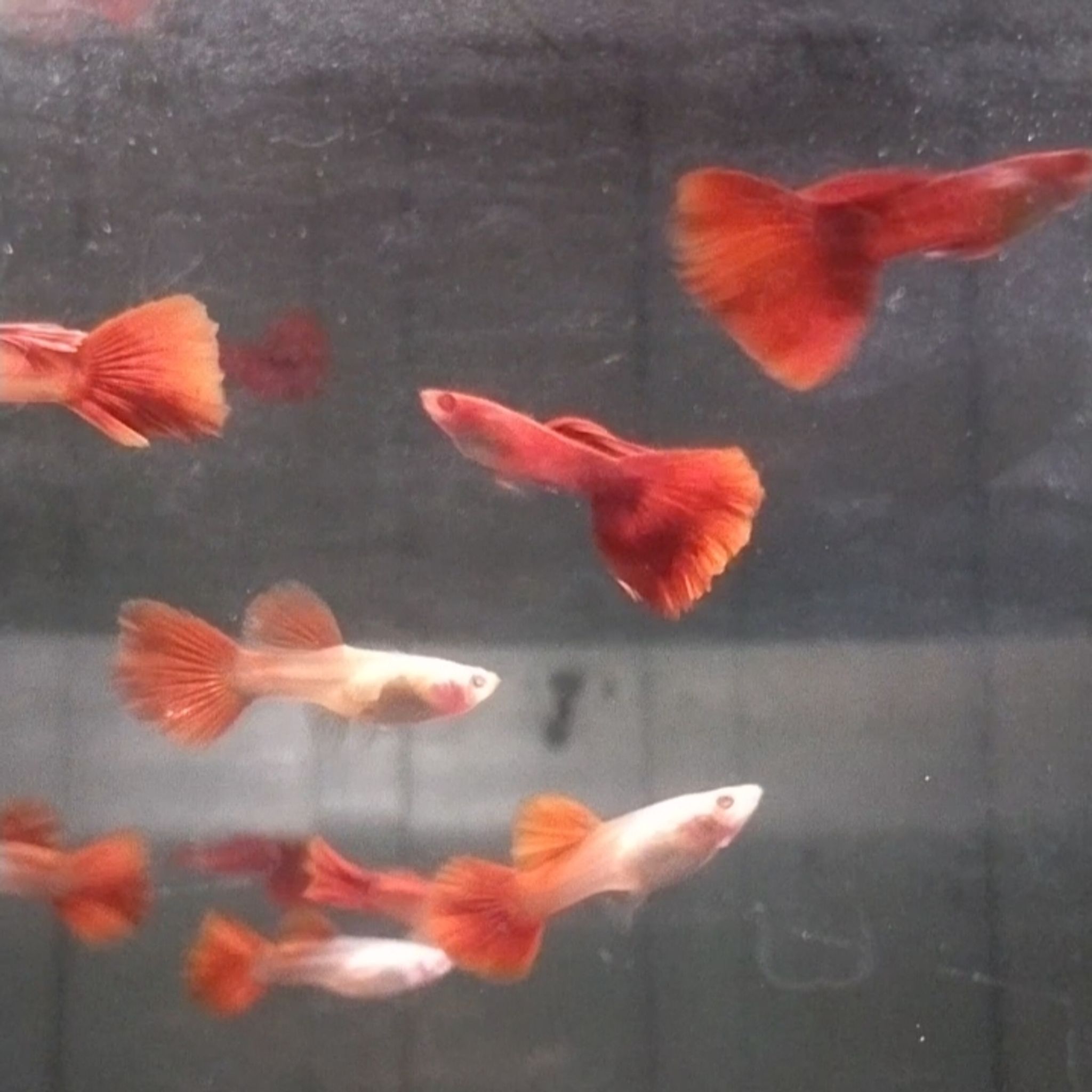 Higher Care Albino full red (afr)guppy