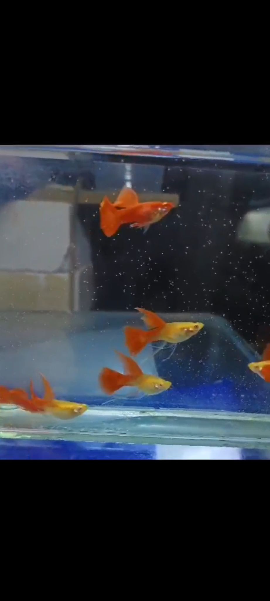 Albino full red shark finC