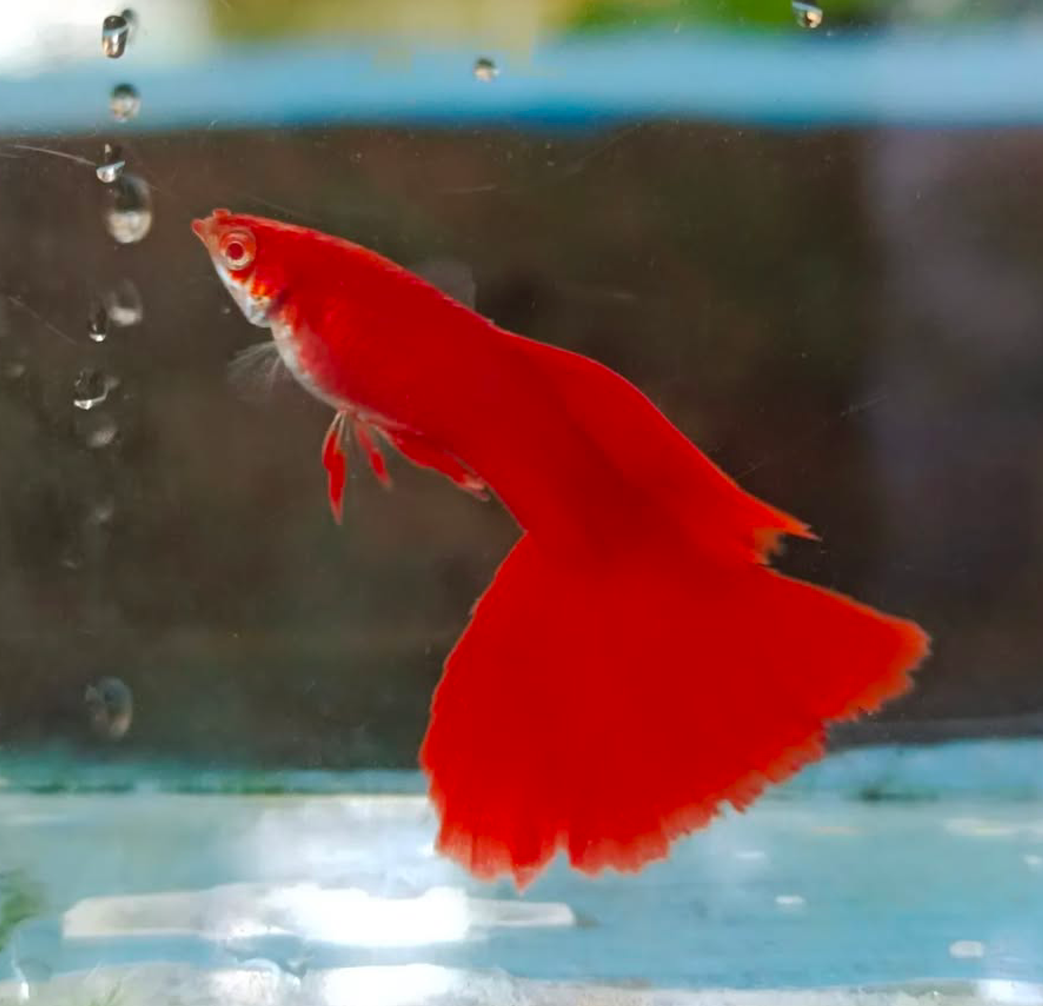 Albino full red
