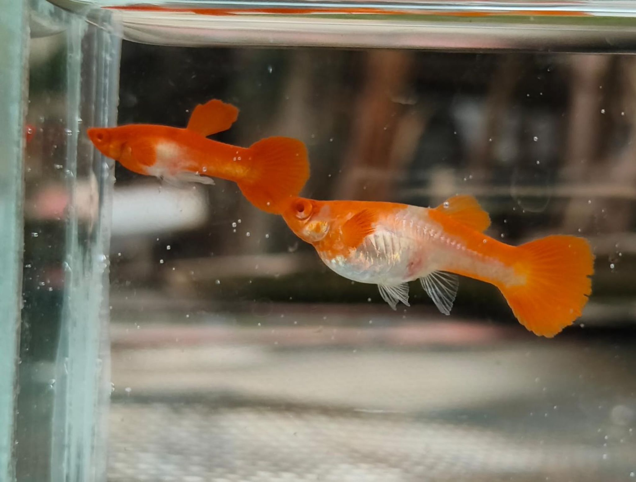 Albino koi red ear Guppy Pair