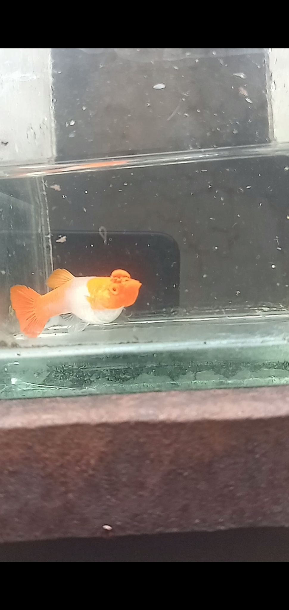 Albino koi red ear gen king female