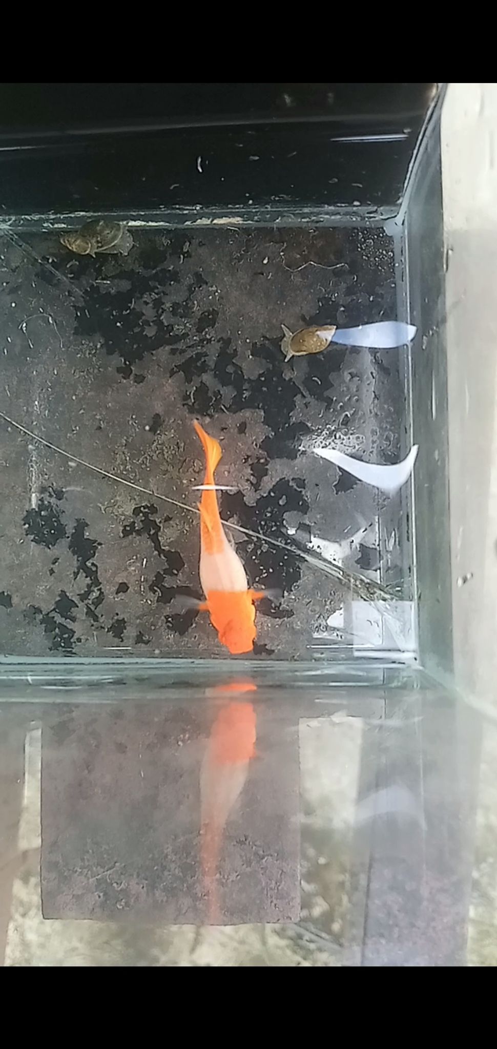 Albino koi red ear gen king female