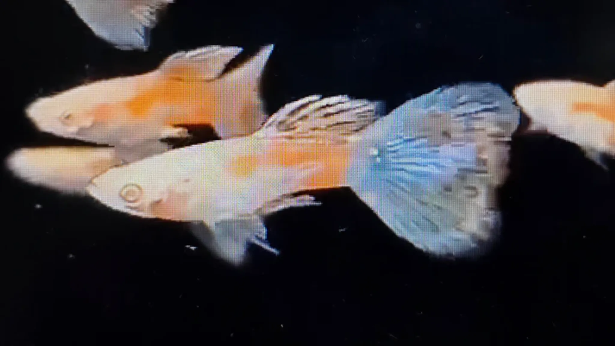 Albino pink grass guppy Pair 2.5cm