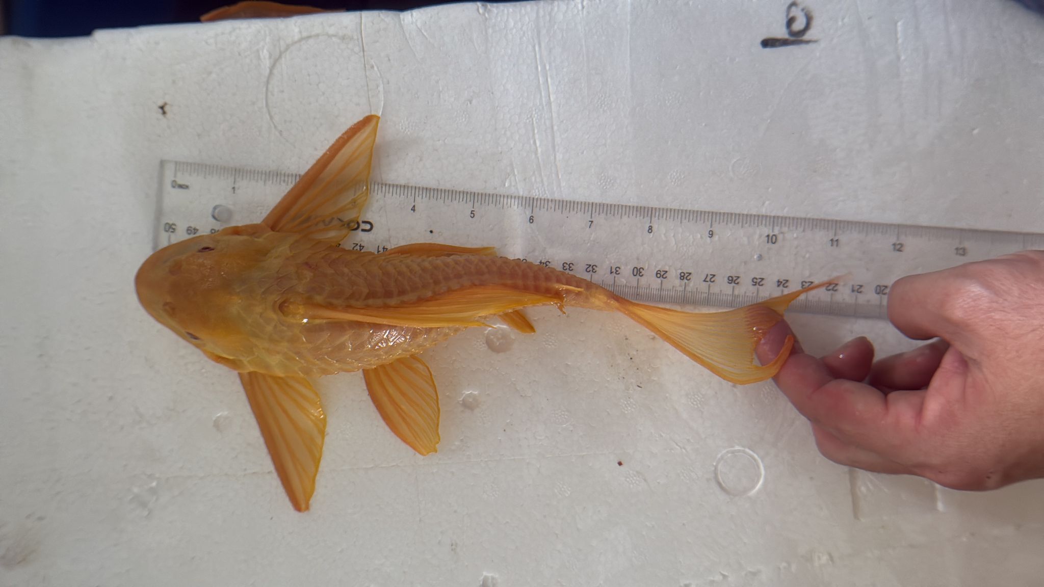 Albino pleco (11 inch)