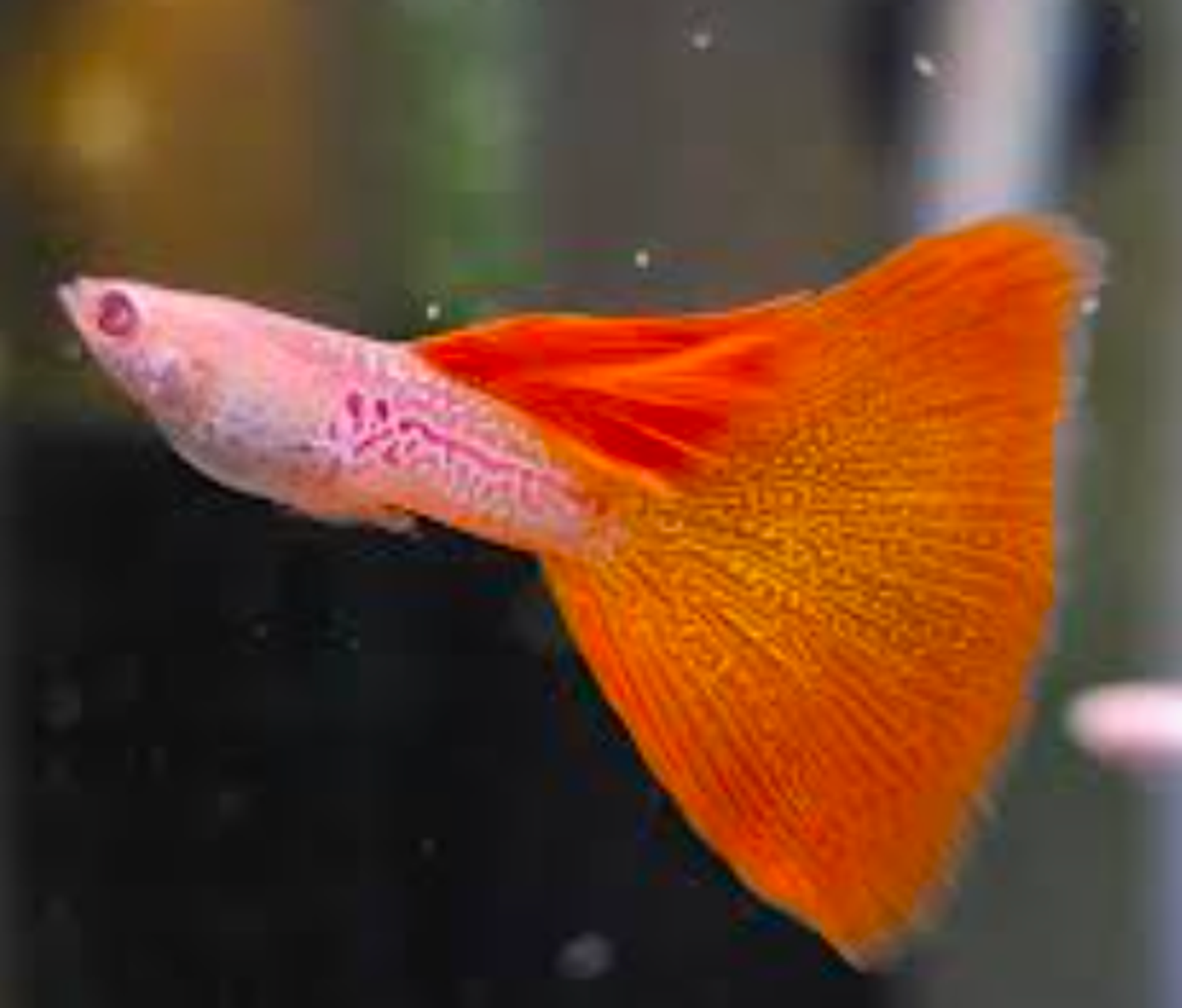 Albino red lace