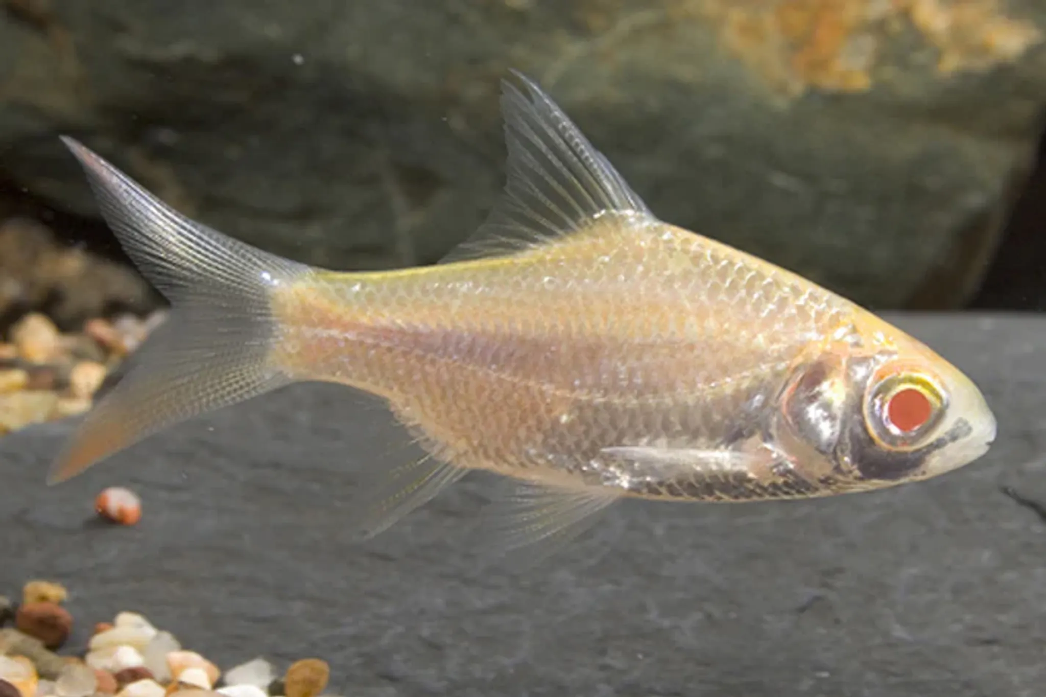Albino tinfoil barb 8-10cm