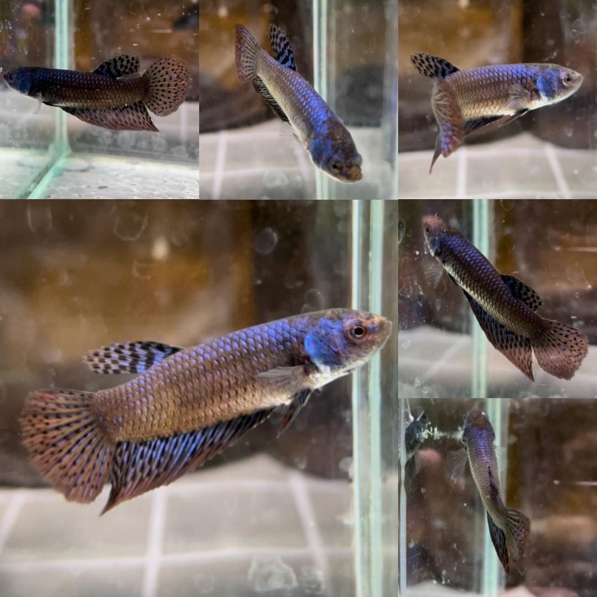 Alien Halfmoon Wild Betta (Female)