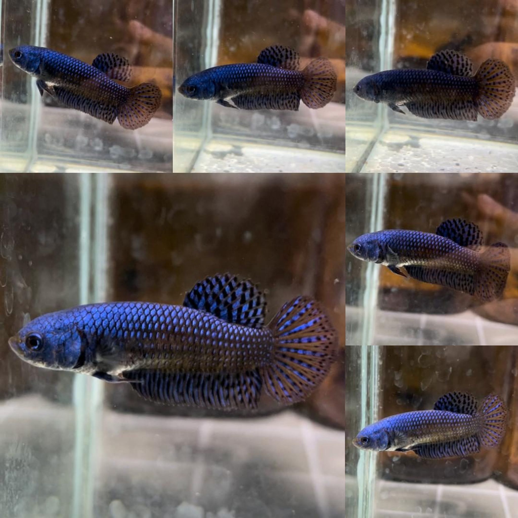 Alien Halfmoon Wild Betta (Female)