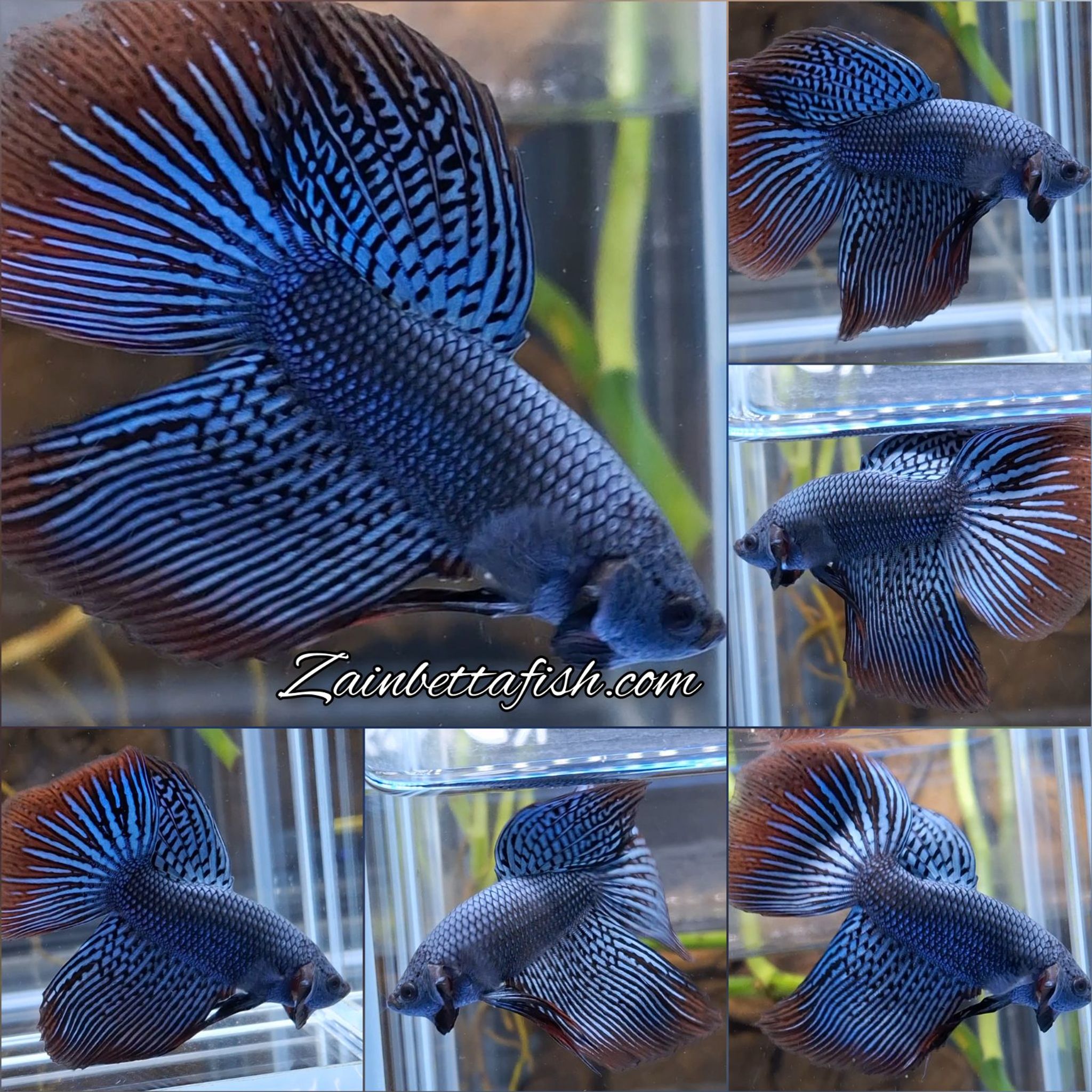 Alien Long Fins Blue Wild Betta Fish (Copy)