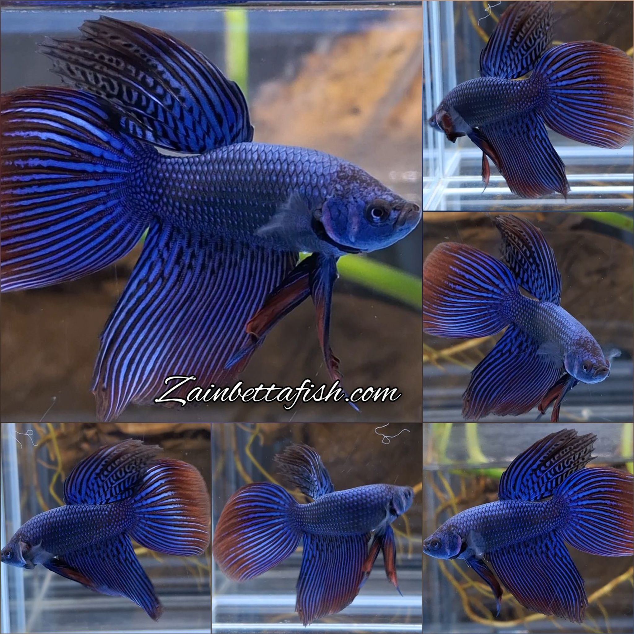 Alien Long Fins Blue Wild Betta Fish