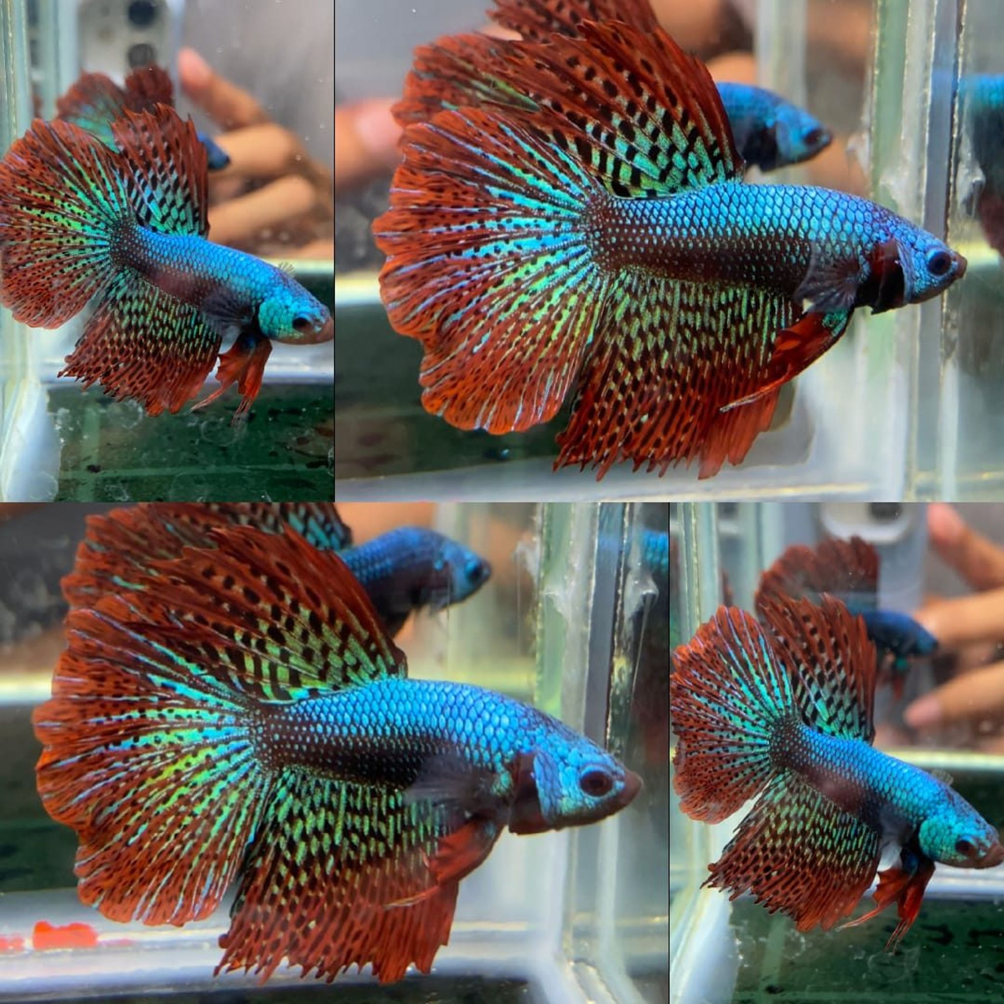 Alien Rosetail Halfmoon Wild Betta (Male)