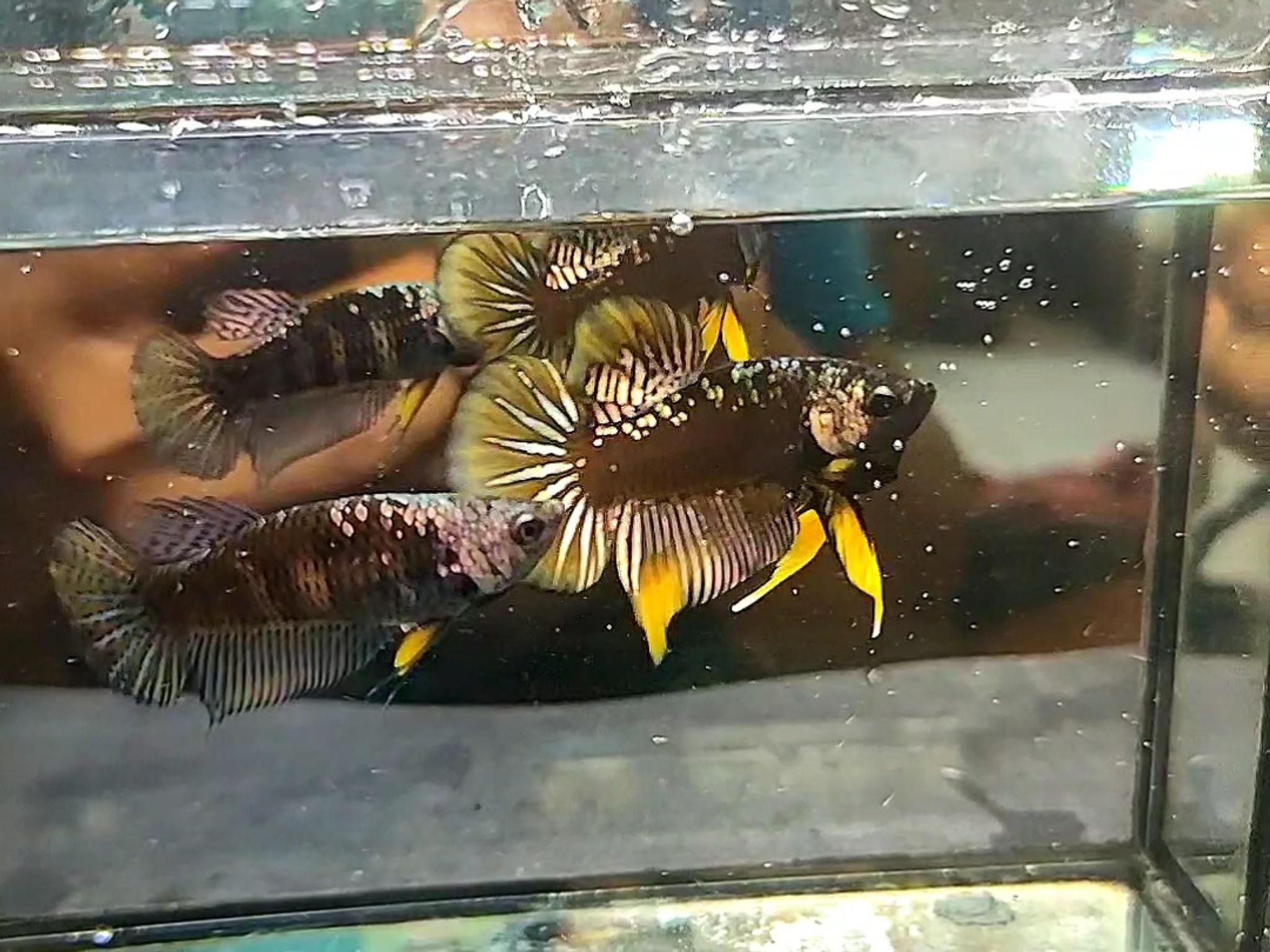 Alien Samurai cooper yellow