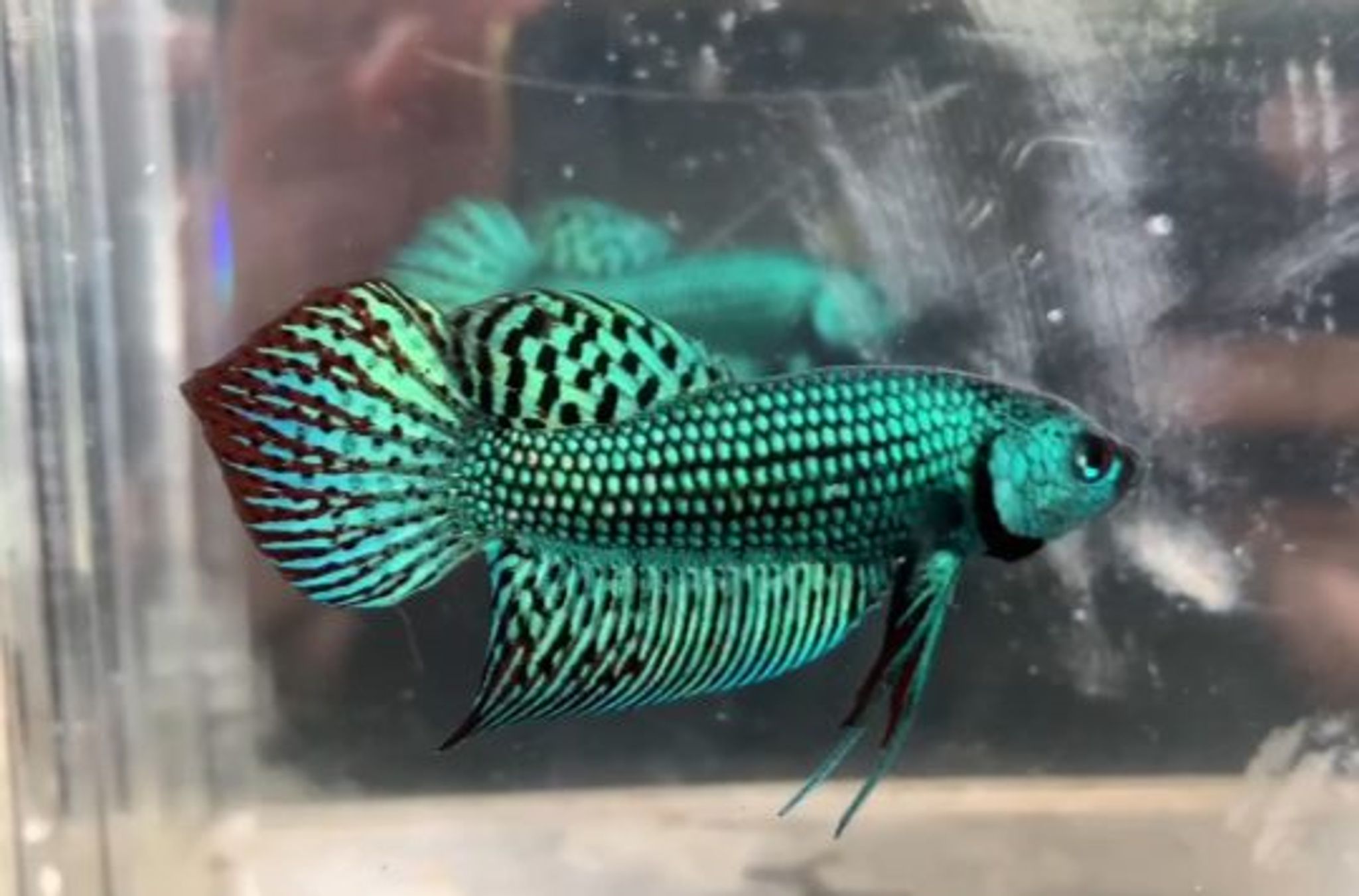 Alien green