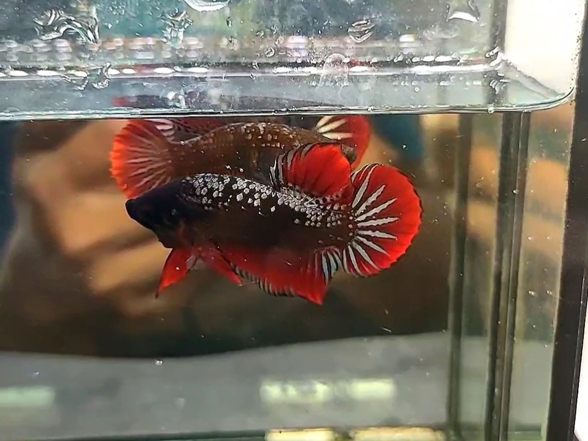Alien samurai cooper red