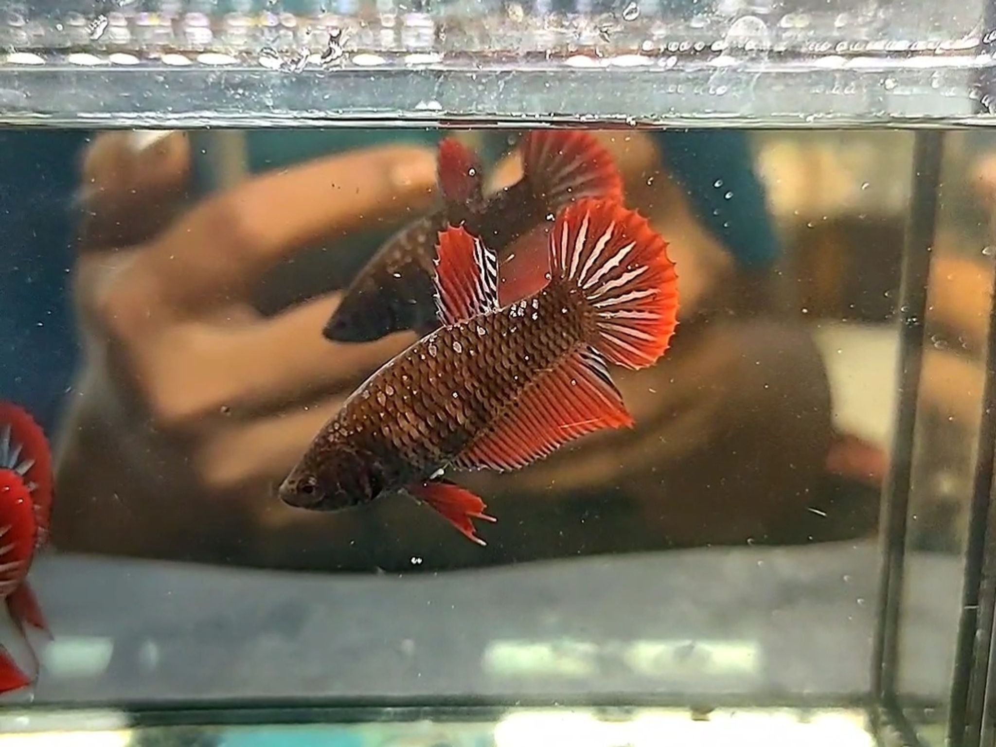 Alien samurai cooper red