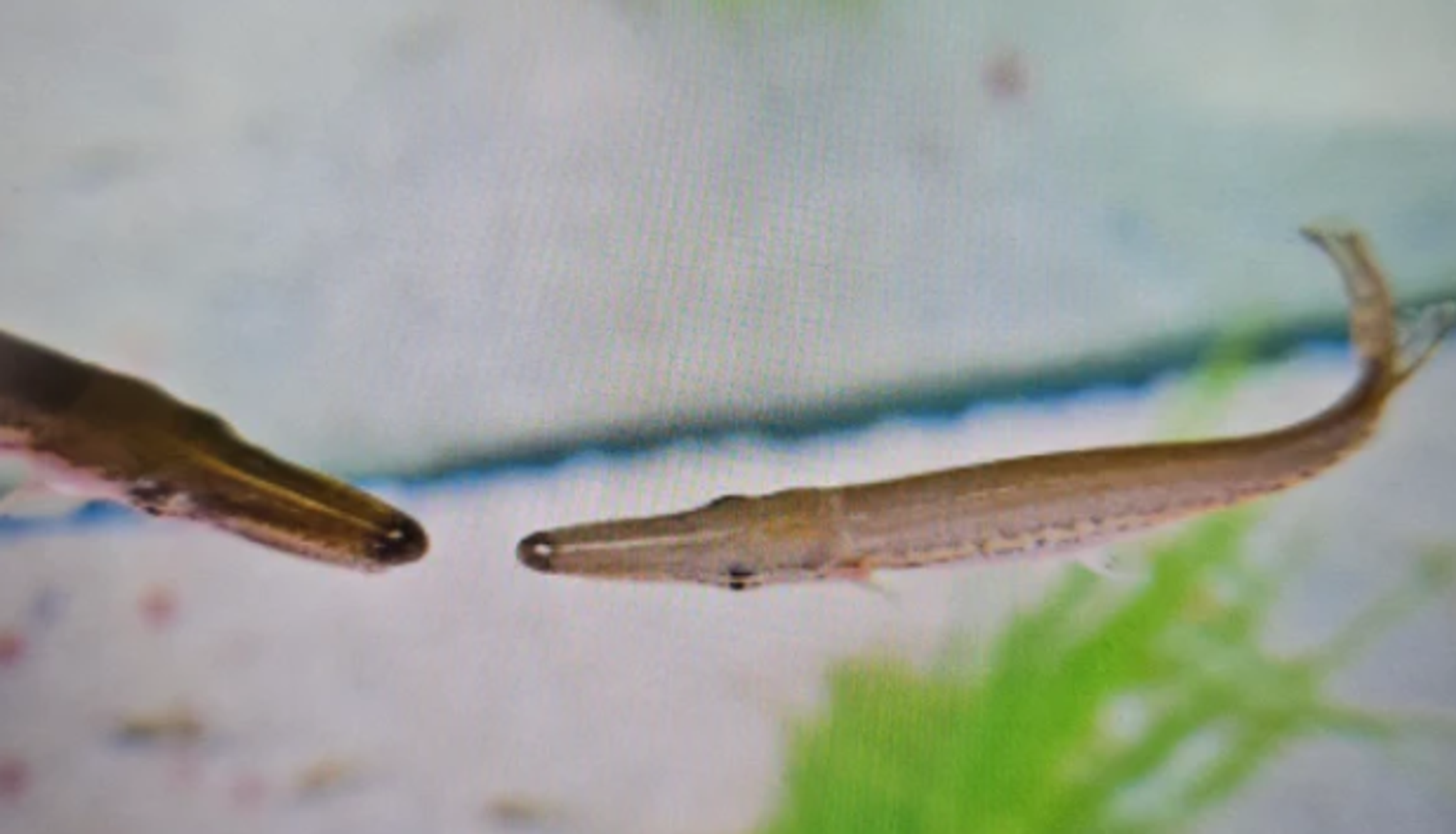 Alligator gar 8-10cm