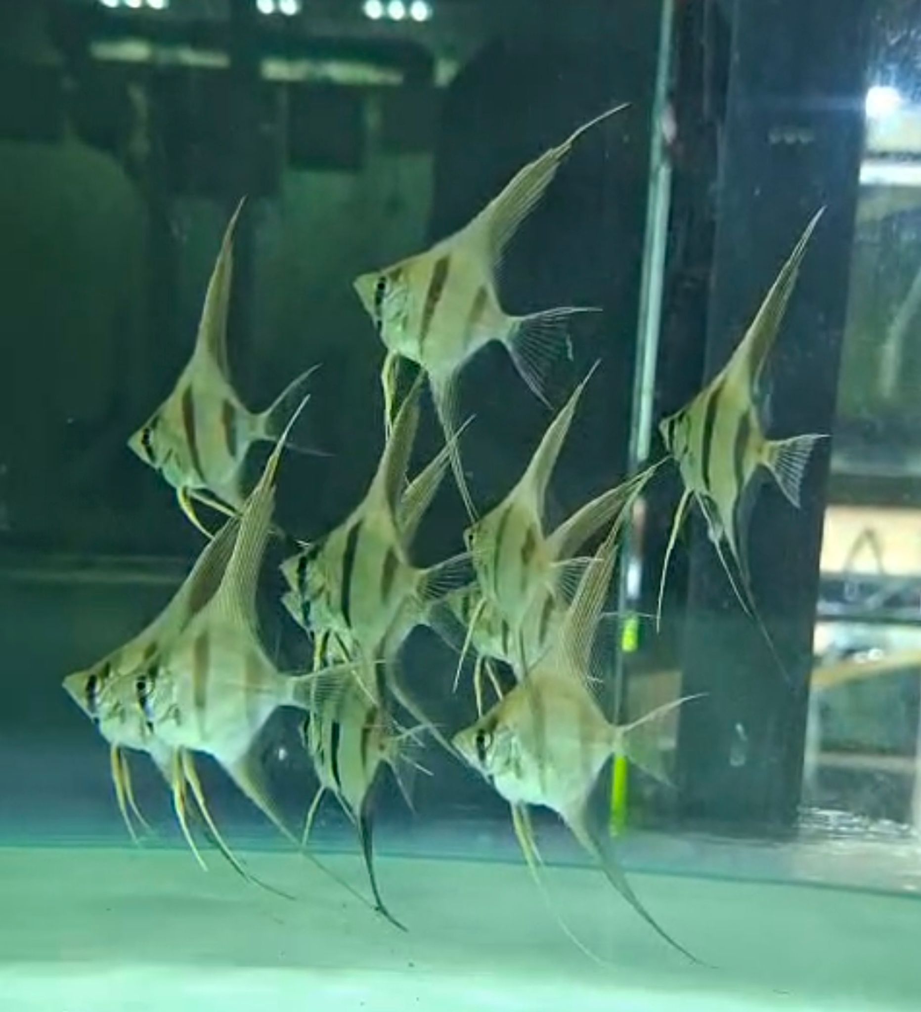 Altum Atabapo Angelfish