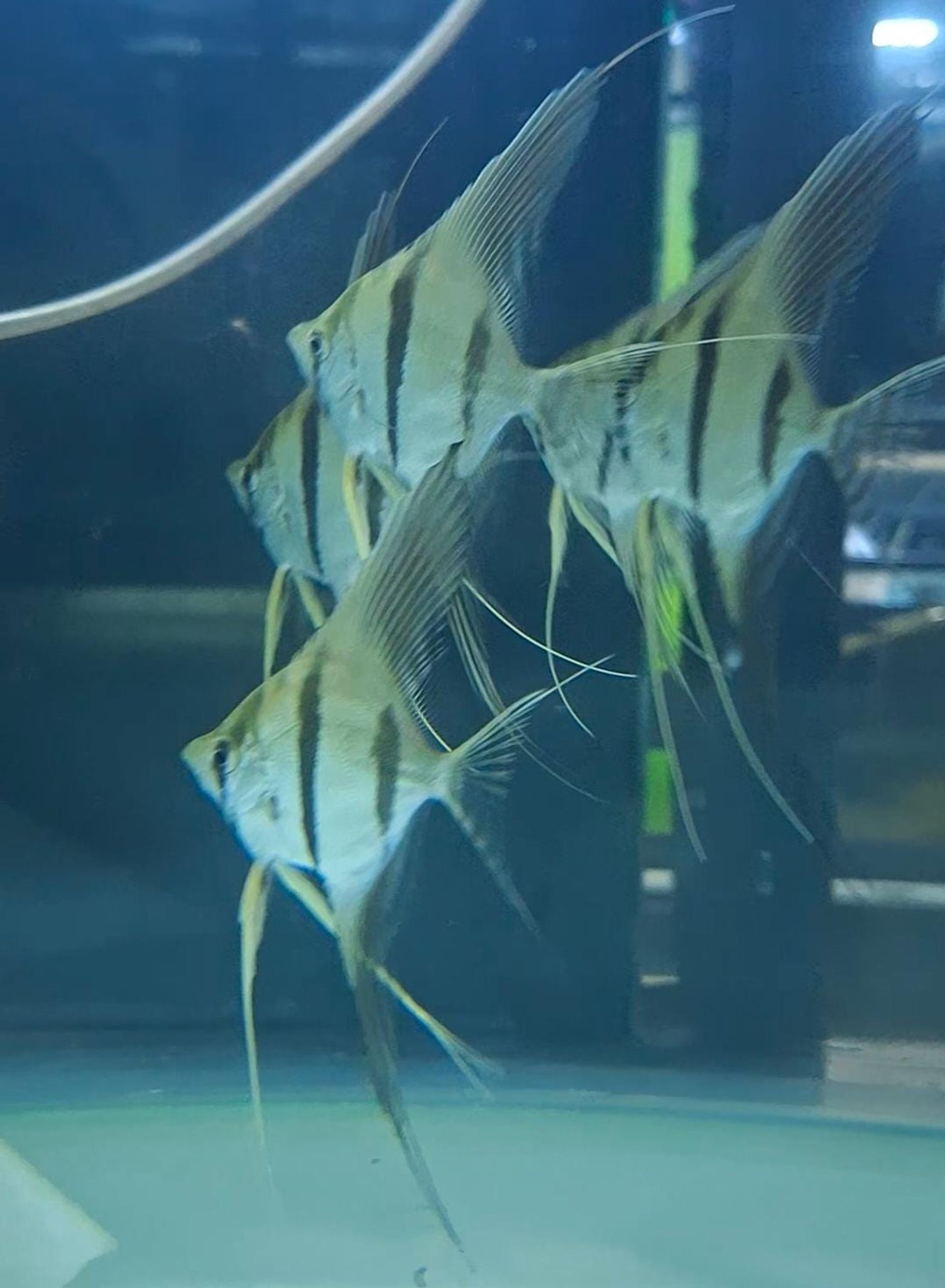 Altum Atabapo Angelfish