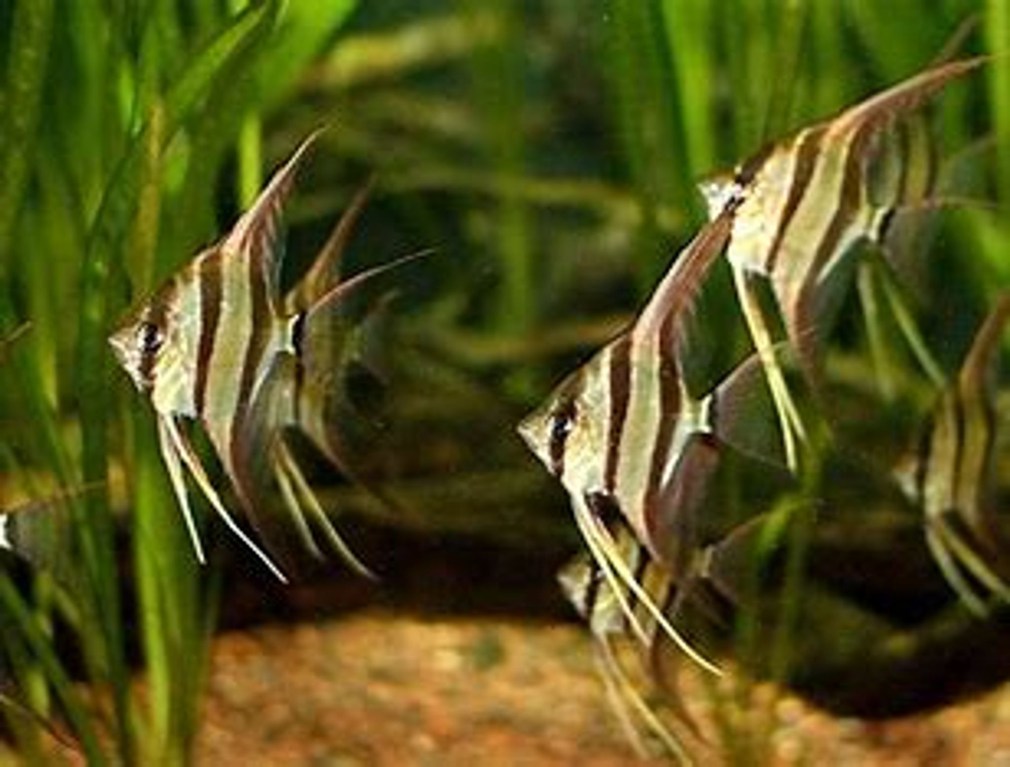 Altum angelfish