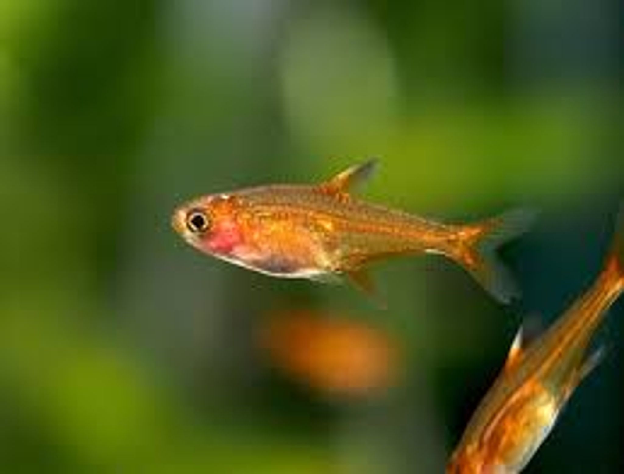 Amber Tetra
