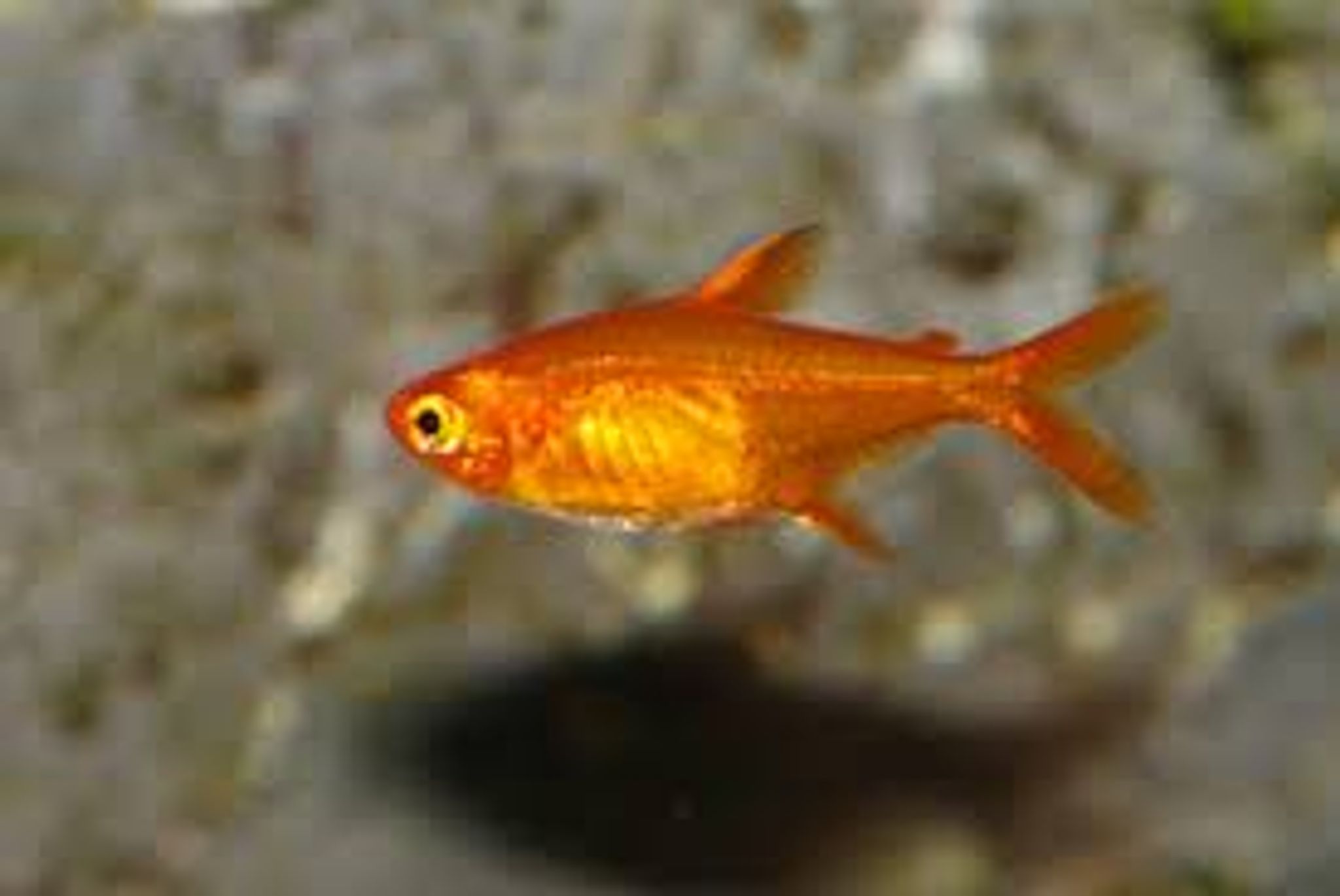Amber Tetra