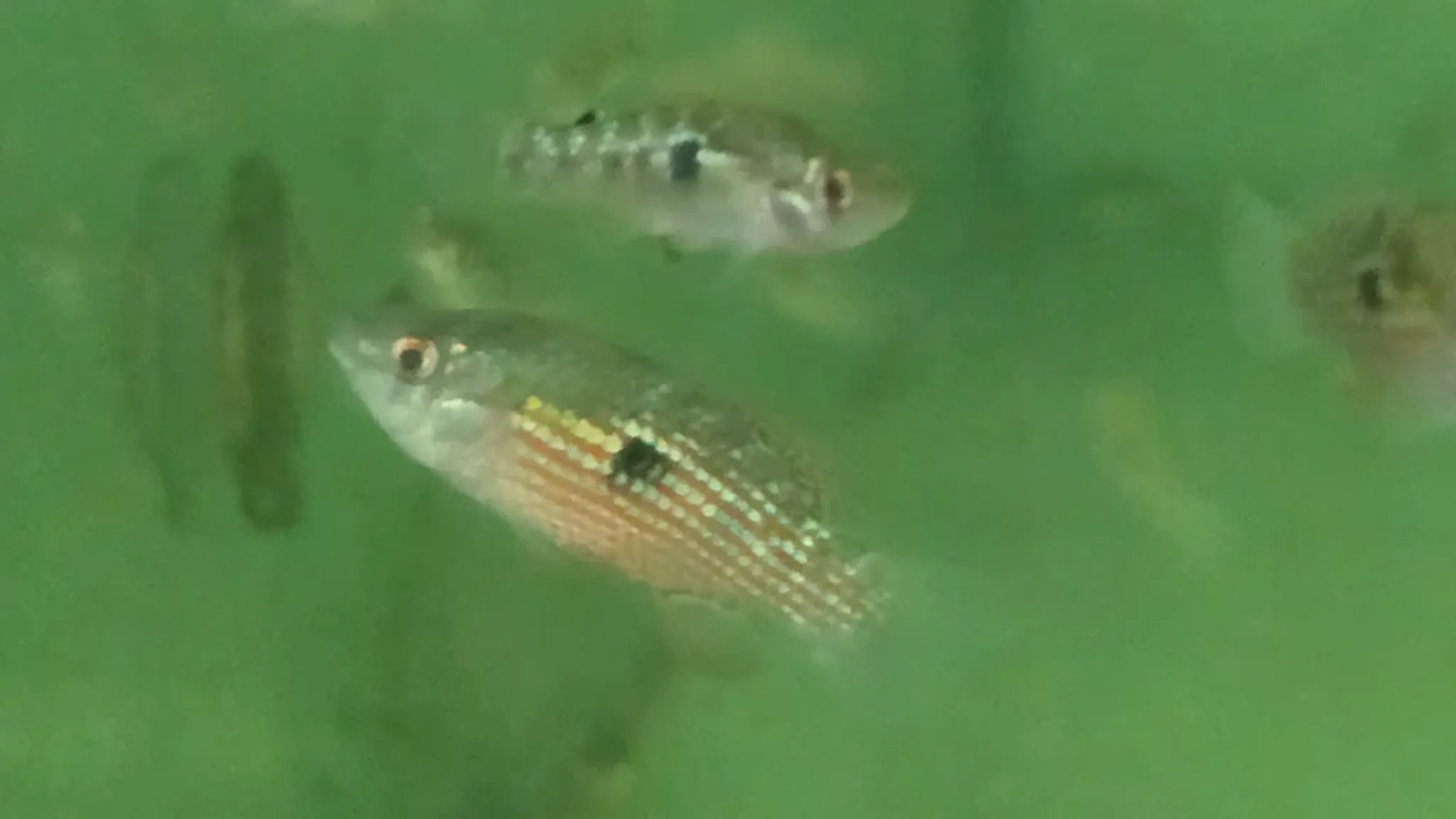 American flagfish 2.5-3cm
