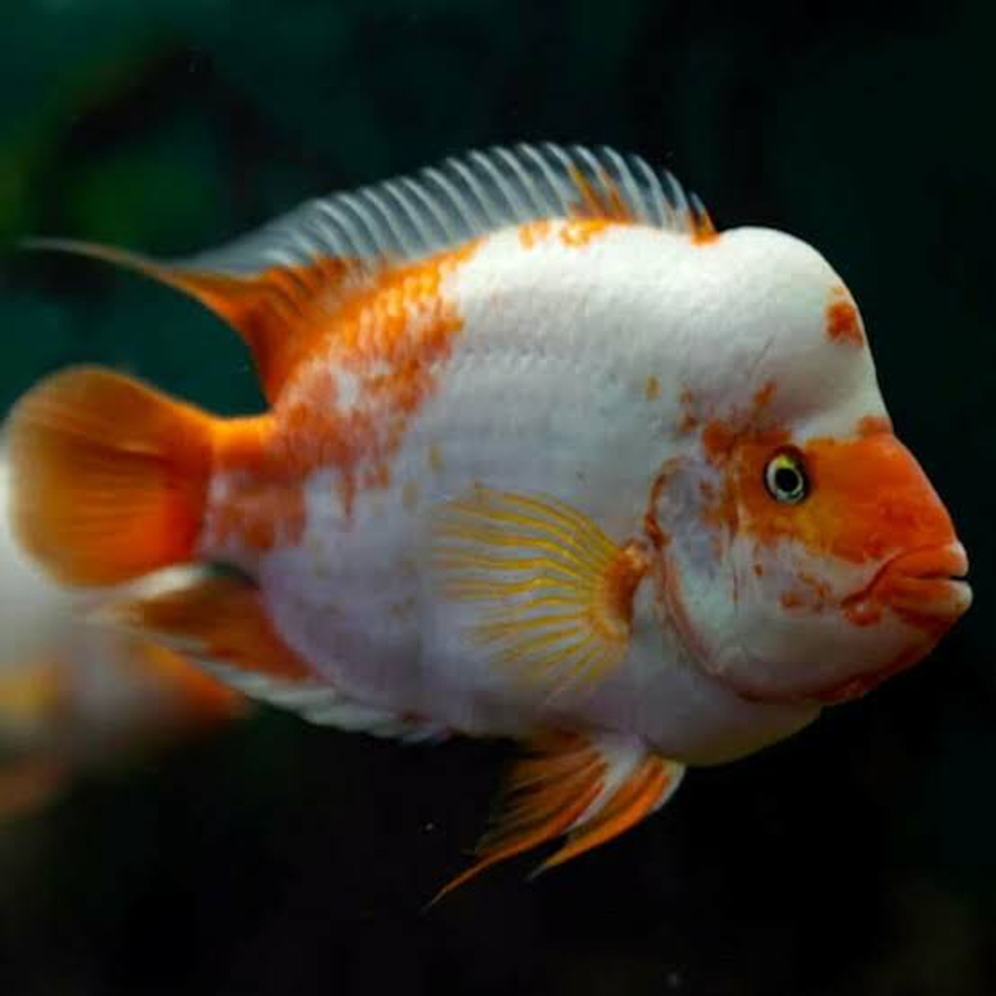 Amphilophus Citrinellus / Red White Devil Cichlid