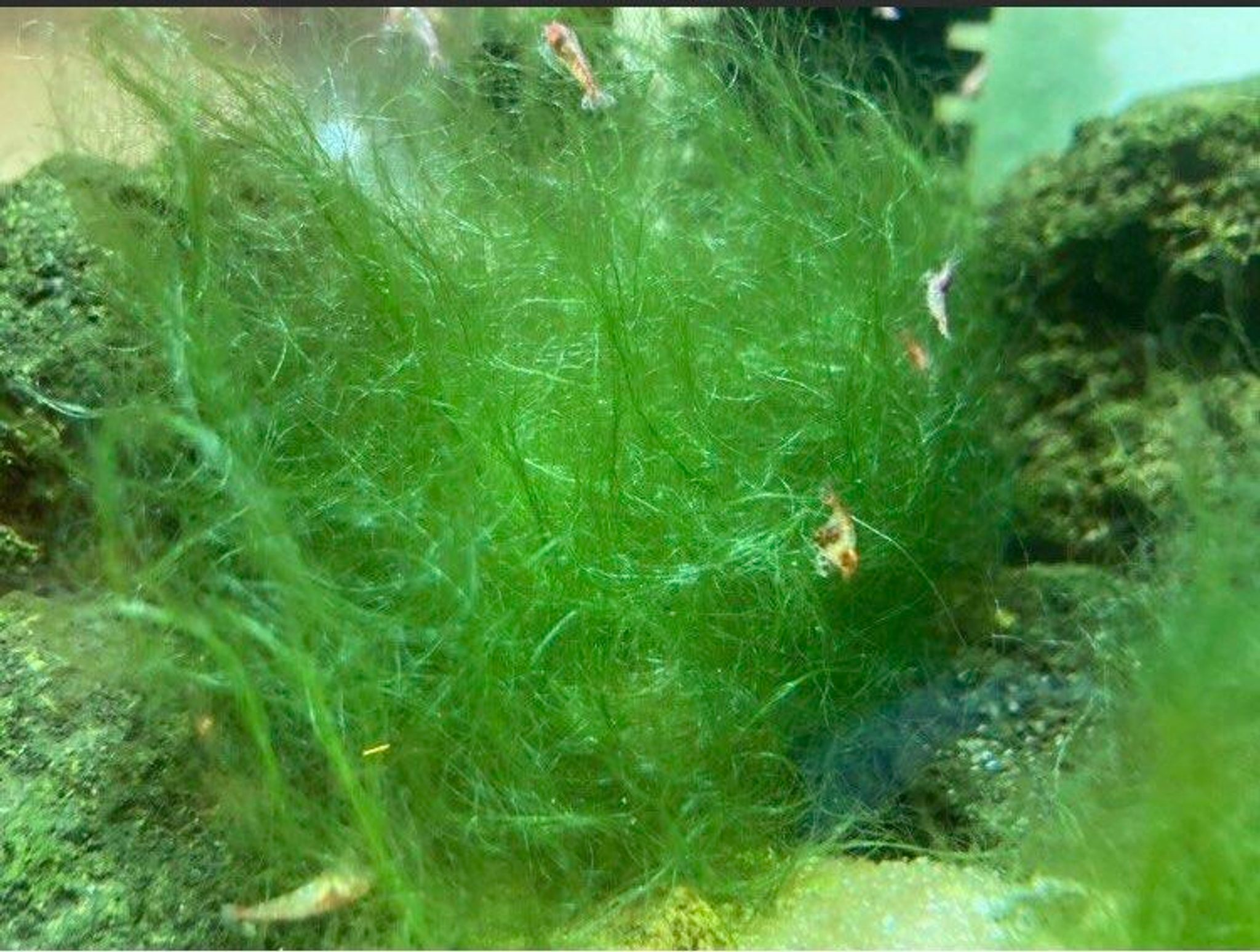 Angel Moss for Opae Ula - Golf Ball Size Portion