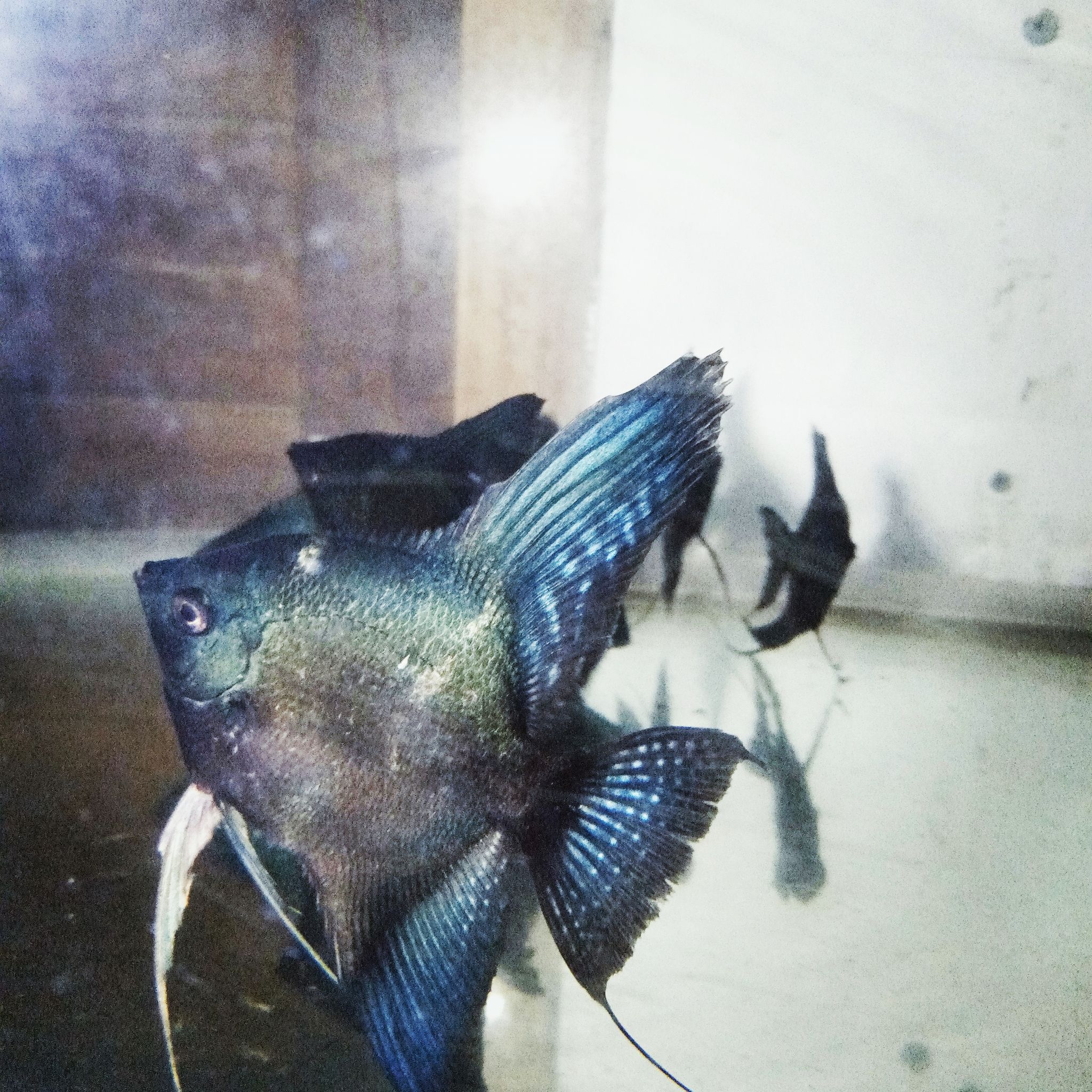Angelfish Green Avatar