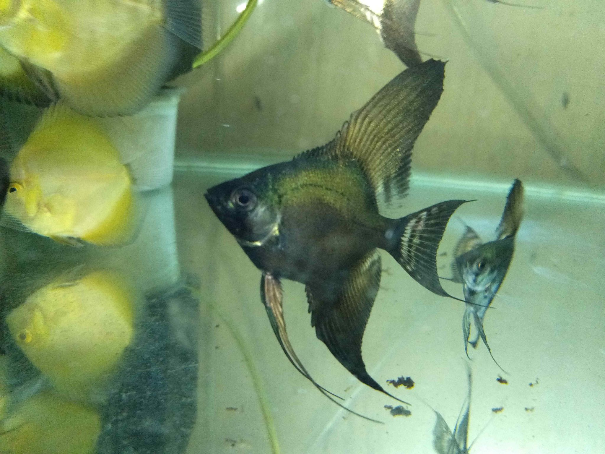 Angelfish Green Avatar