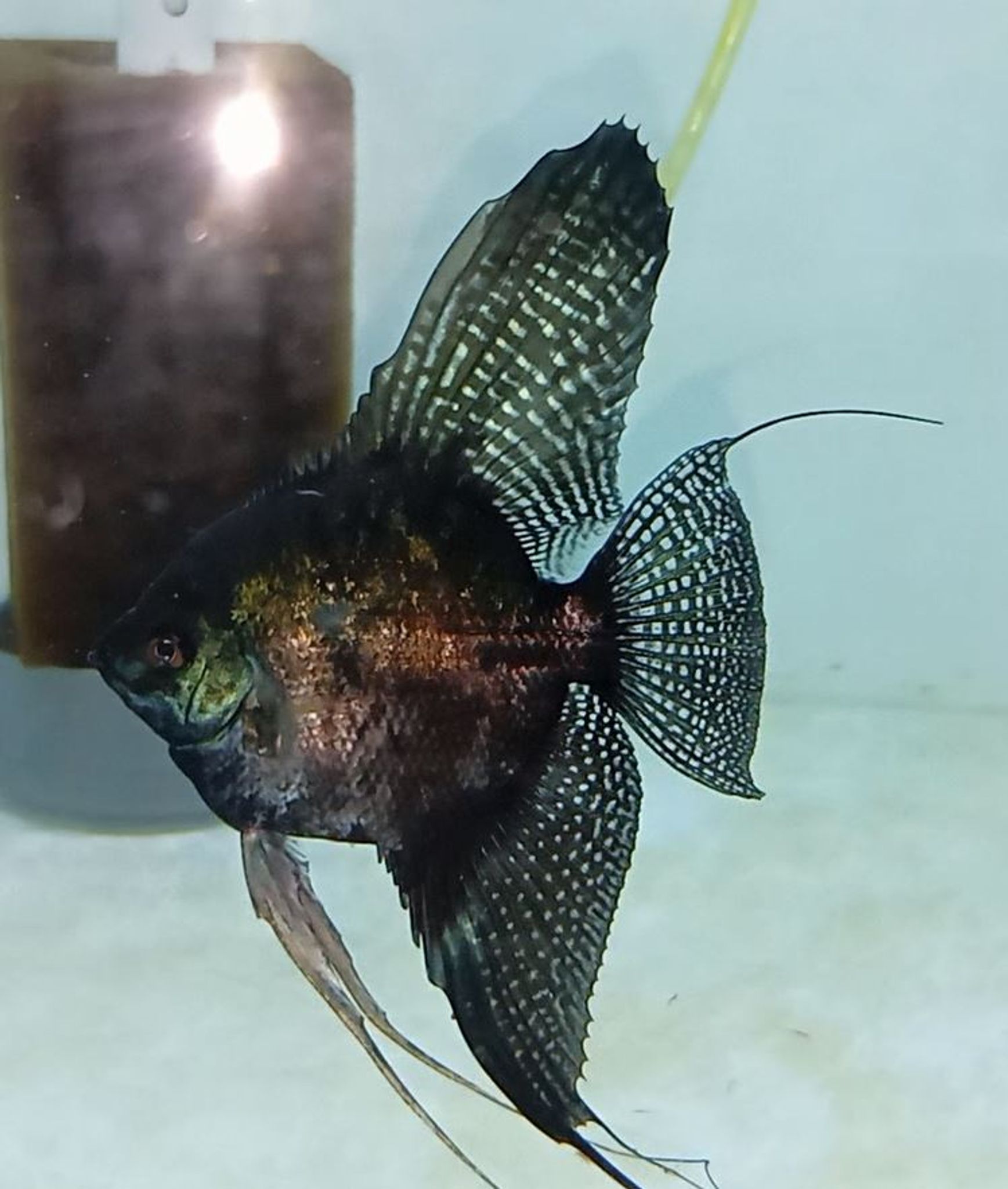 Angelfish Green Leopart