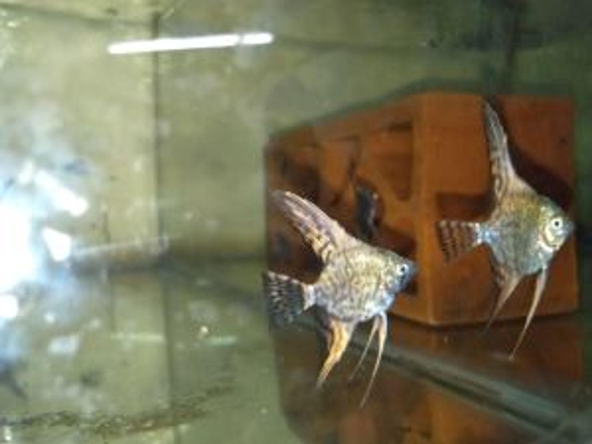 Angelfish Leopard Pattern