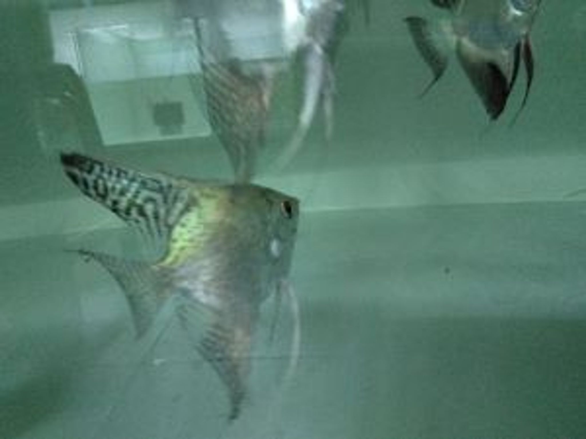 Angelfish Leopard Pattern