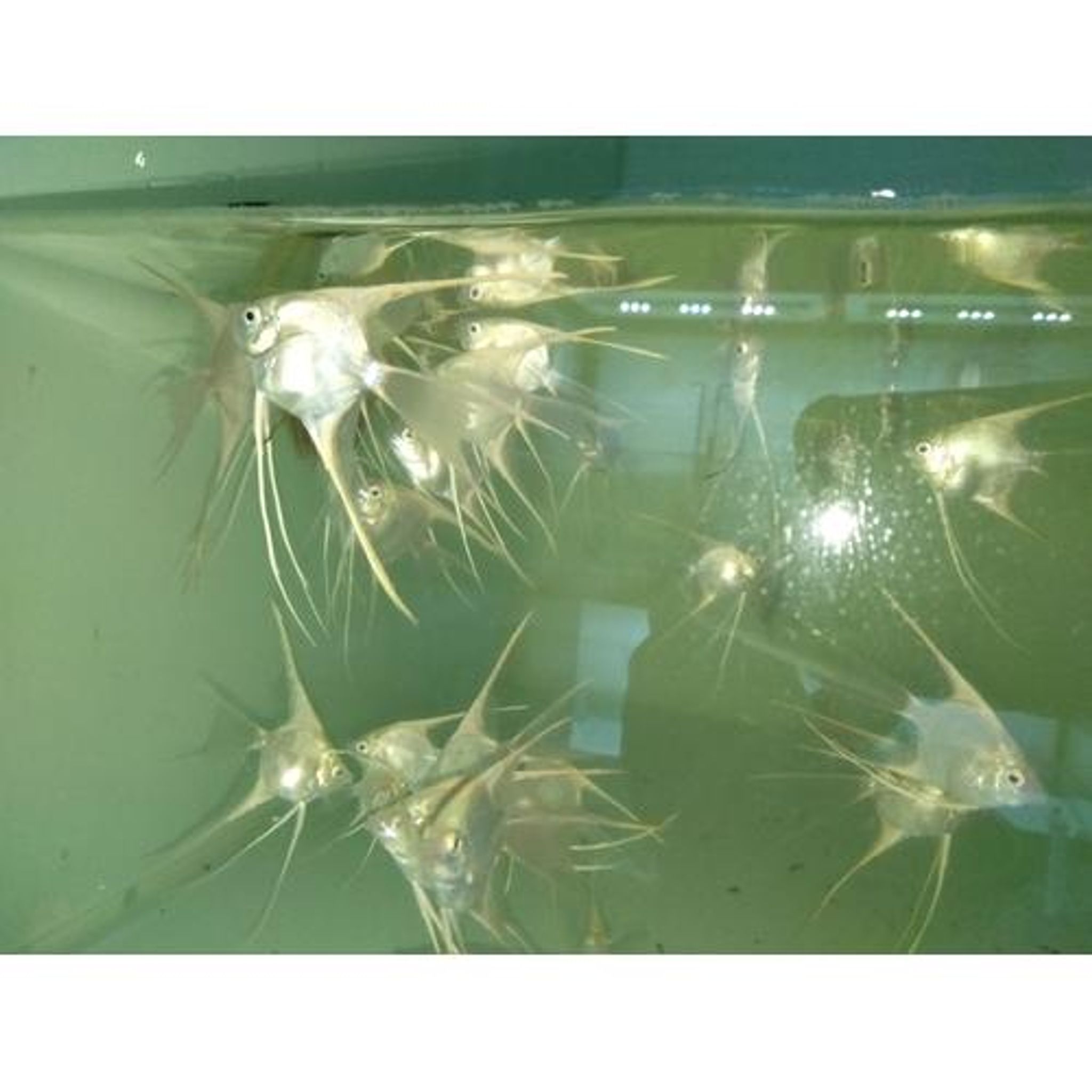 Angelfish Platinum Veil Tail