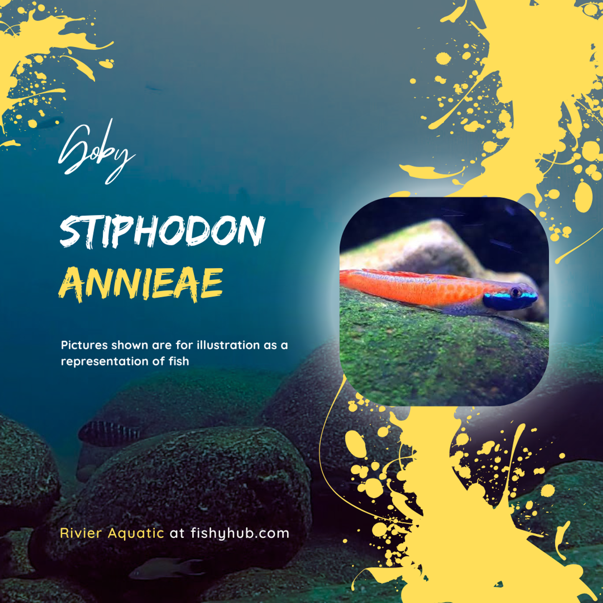 Annie's Dwarf Goby (Stiphodon Annieae)