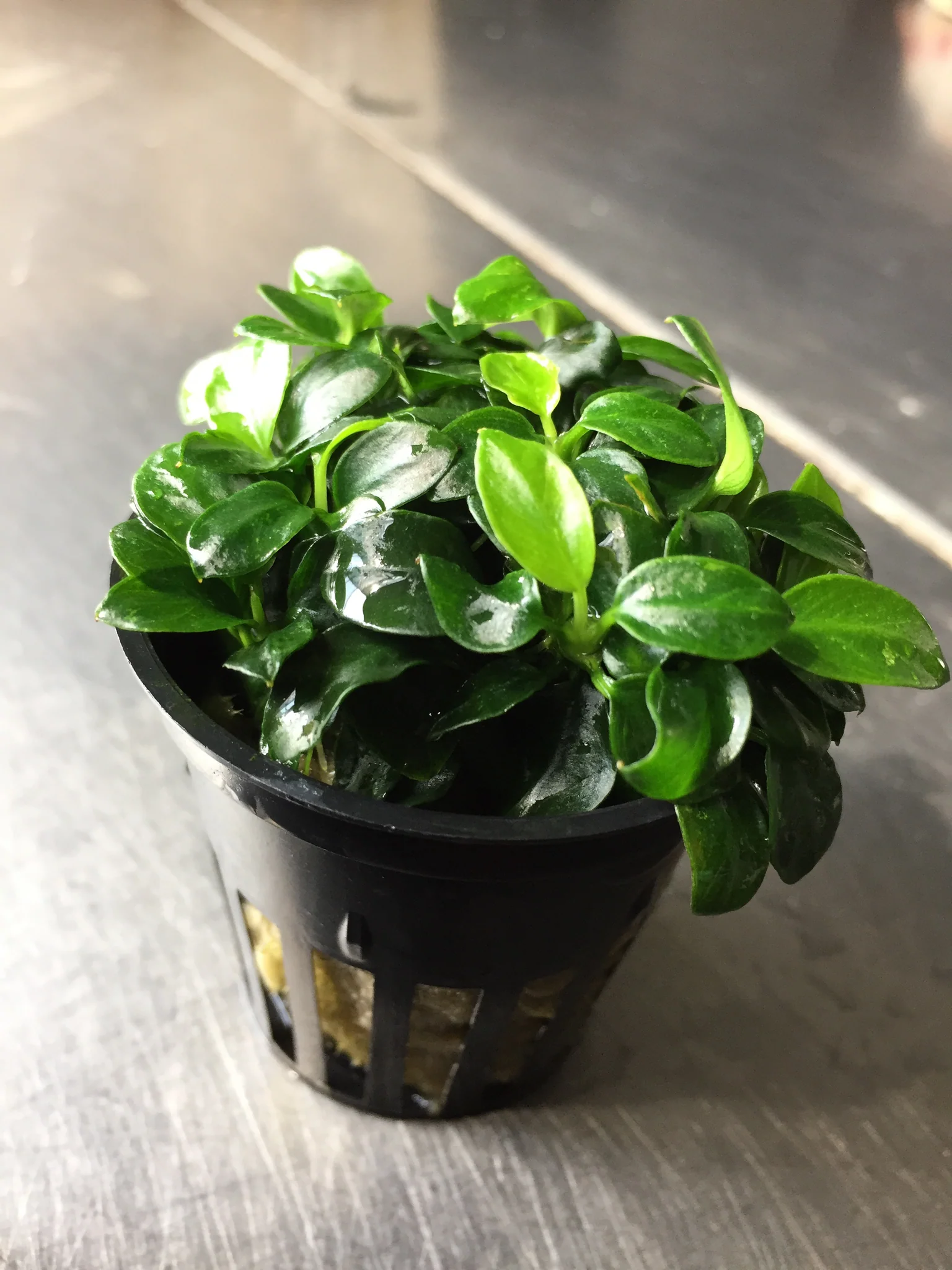 Anubias Nana 'Petite'