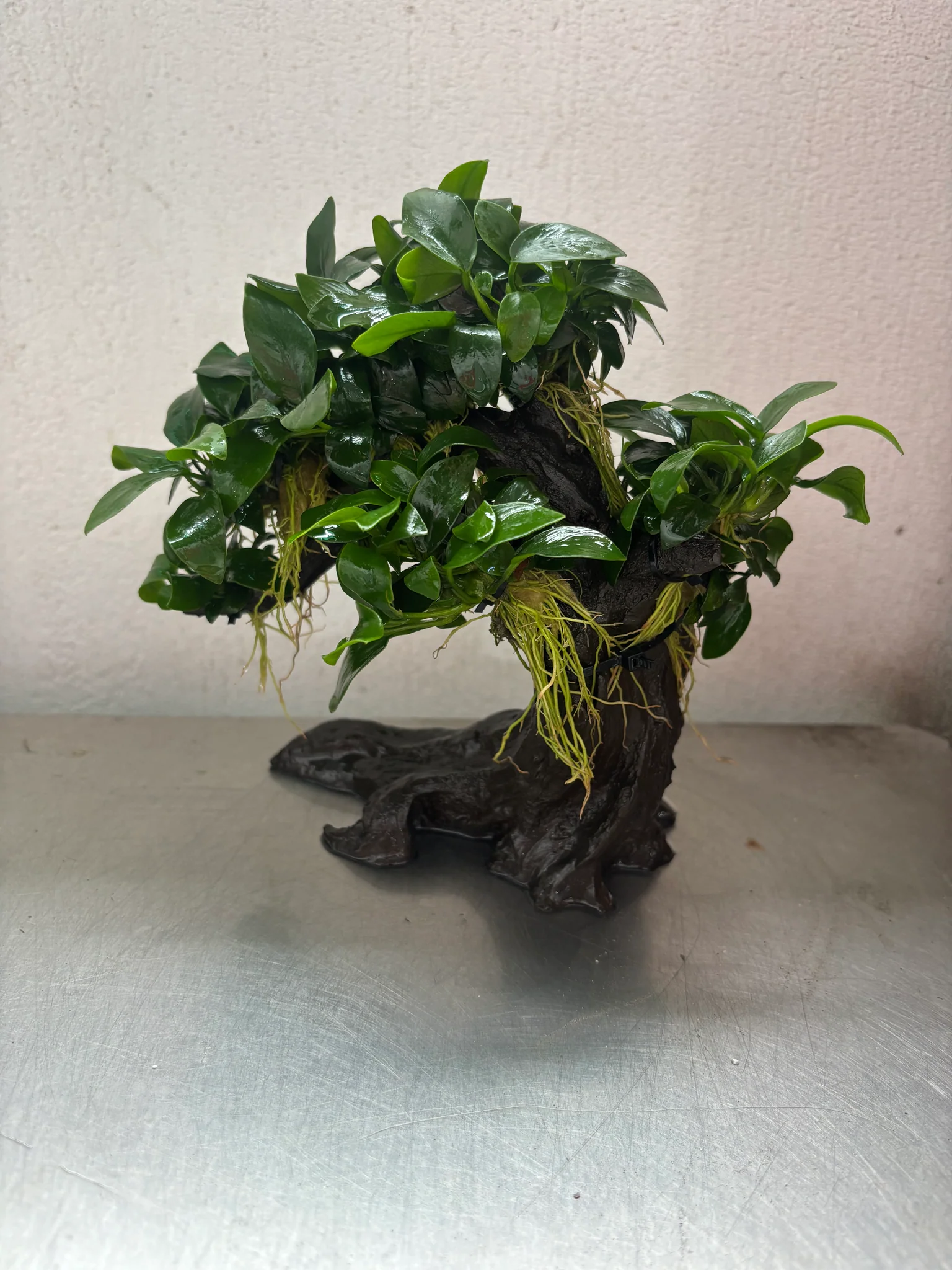 Anubias Nana (Bonsai Tree)