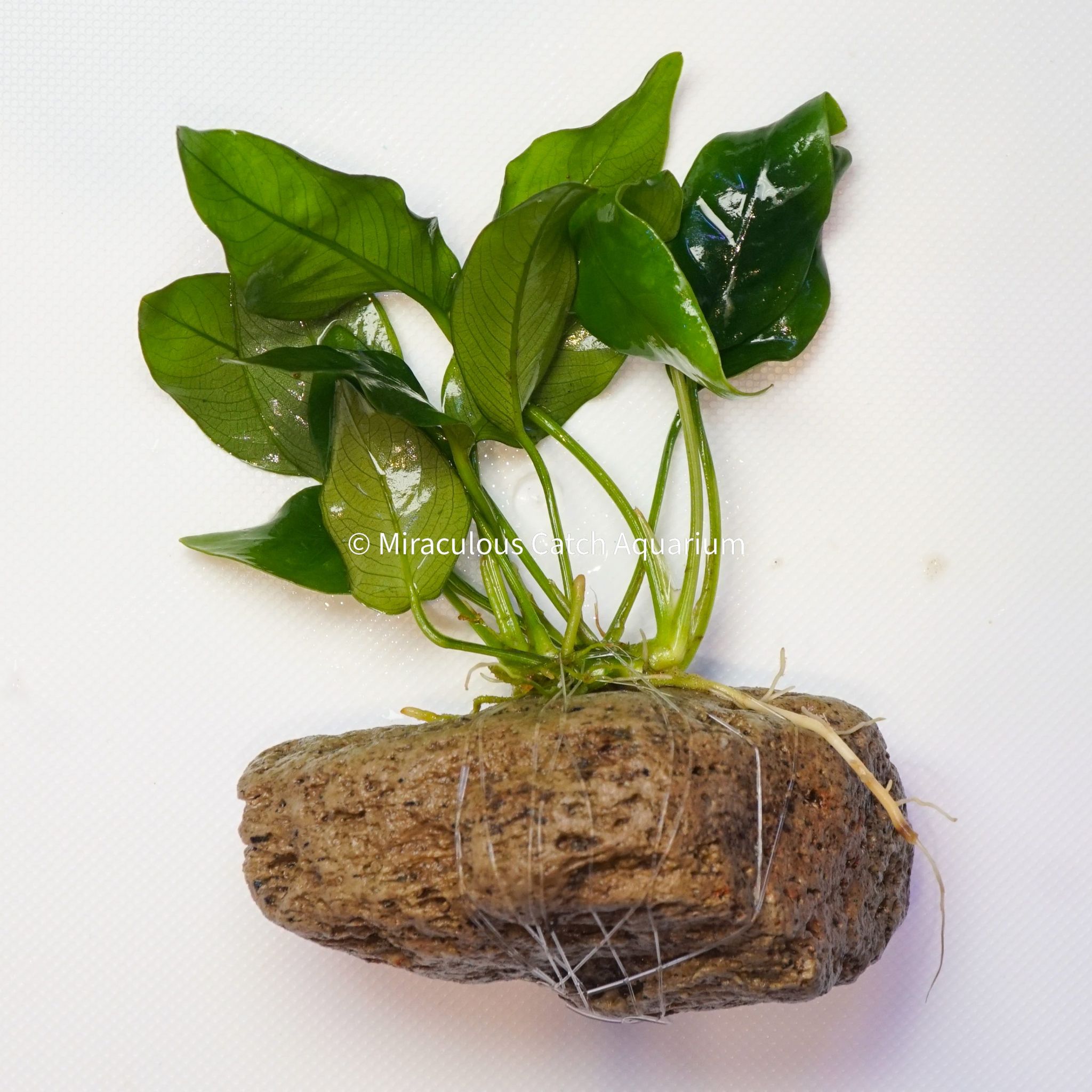 Anubias Nana (Rock)