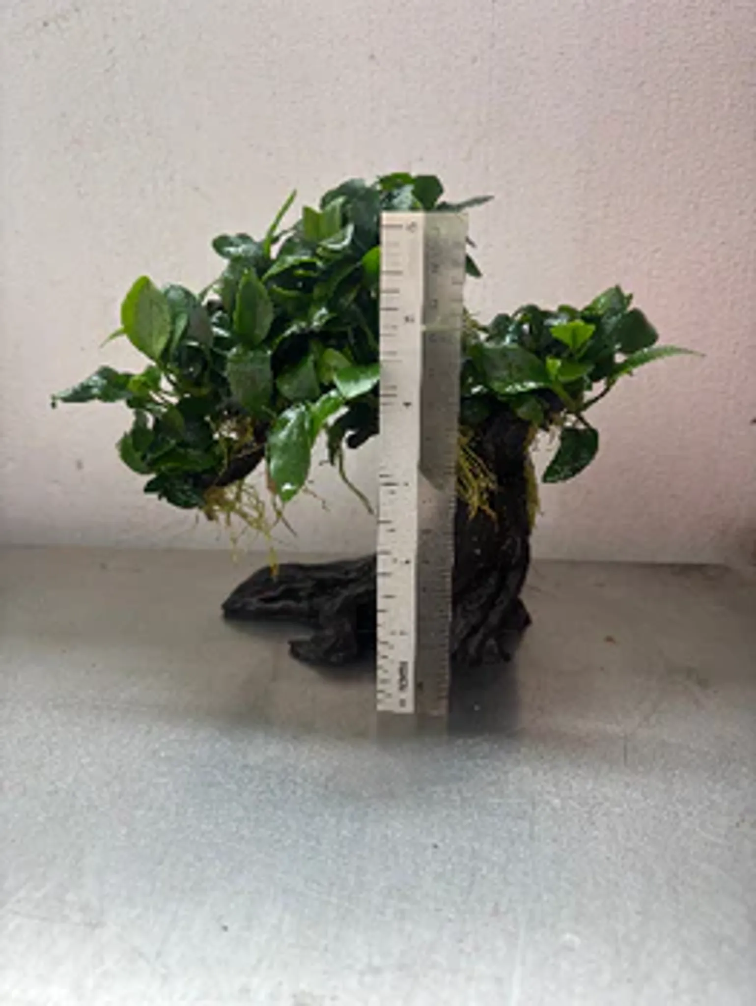 Anubias Nana Bonsai Tree Live Aquarium Plant - Easy Care Midground Freshwater