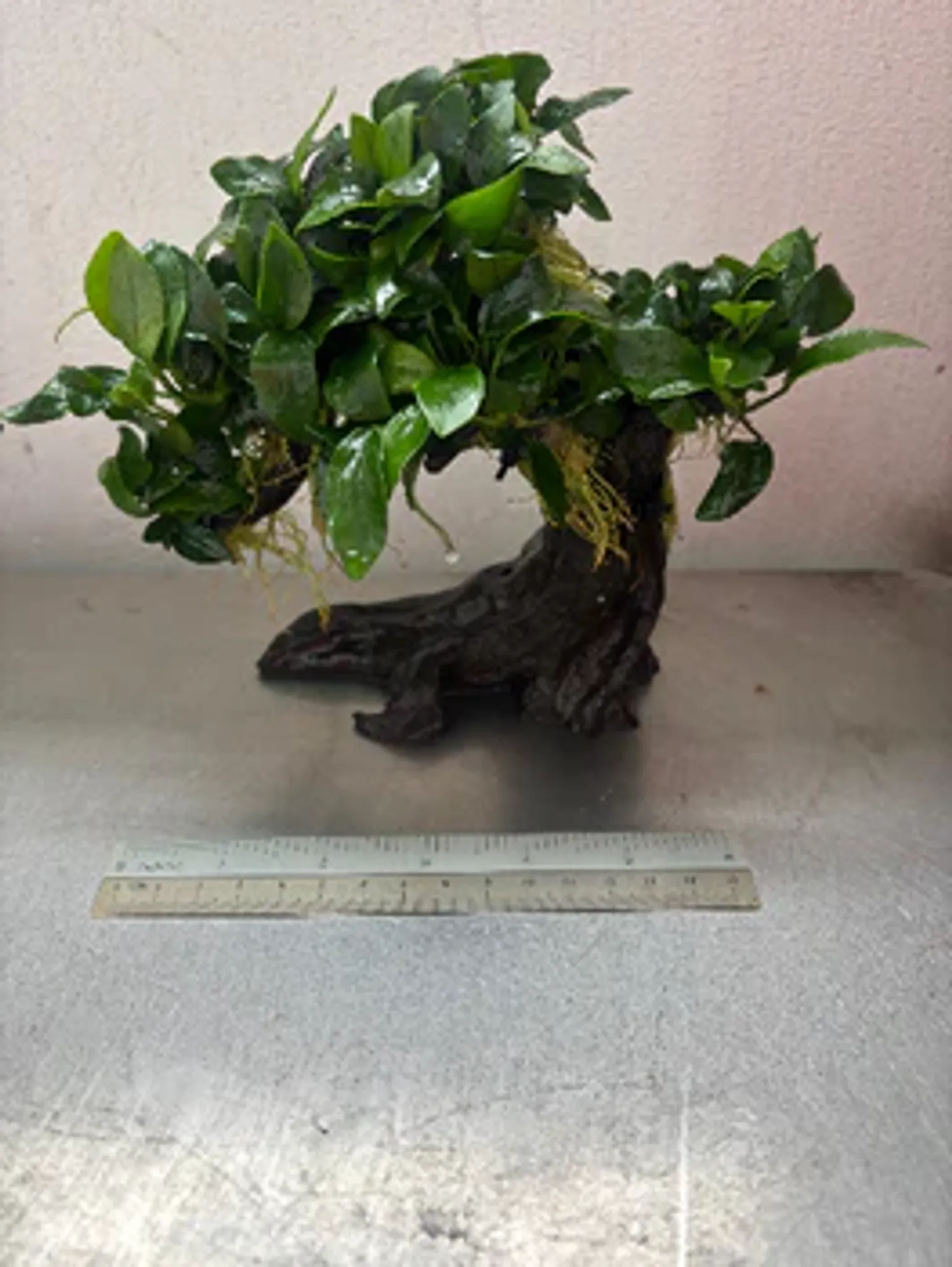 Anubias Nana Bonsai Tree Live Aquarium Plant - Easy Care Midground Freshwater