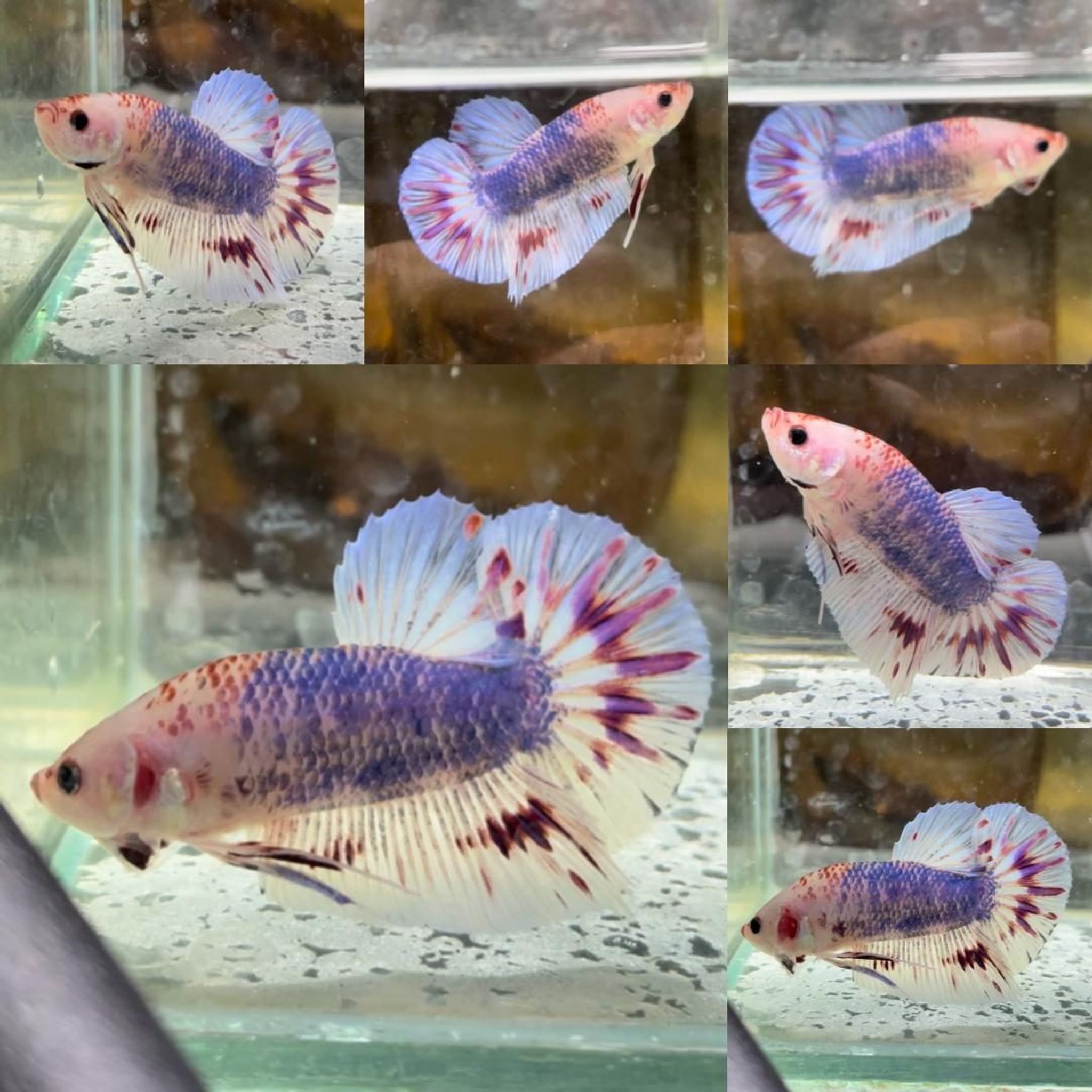Any Another Color AOC Giant Betta (Male)