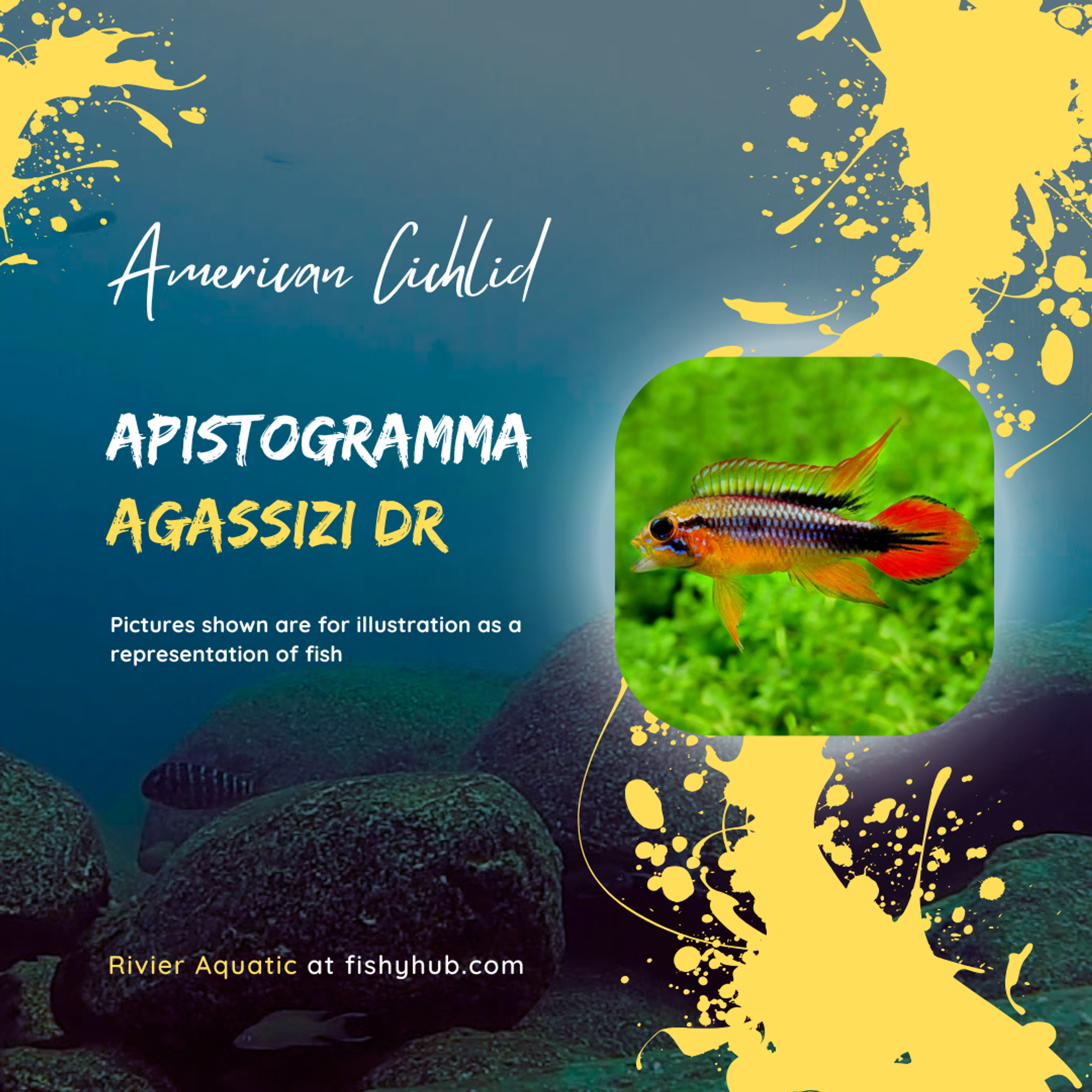 Apistogramma Agassizi Double Red