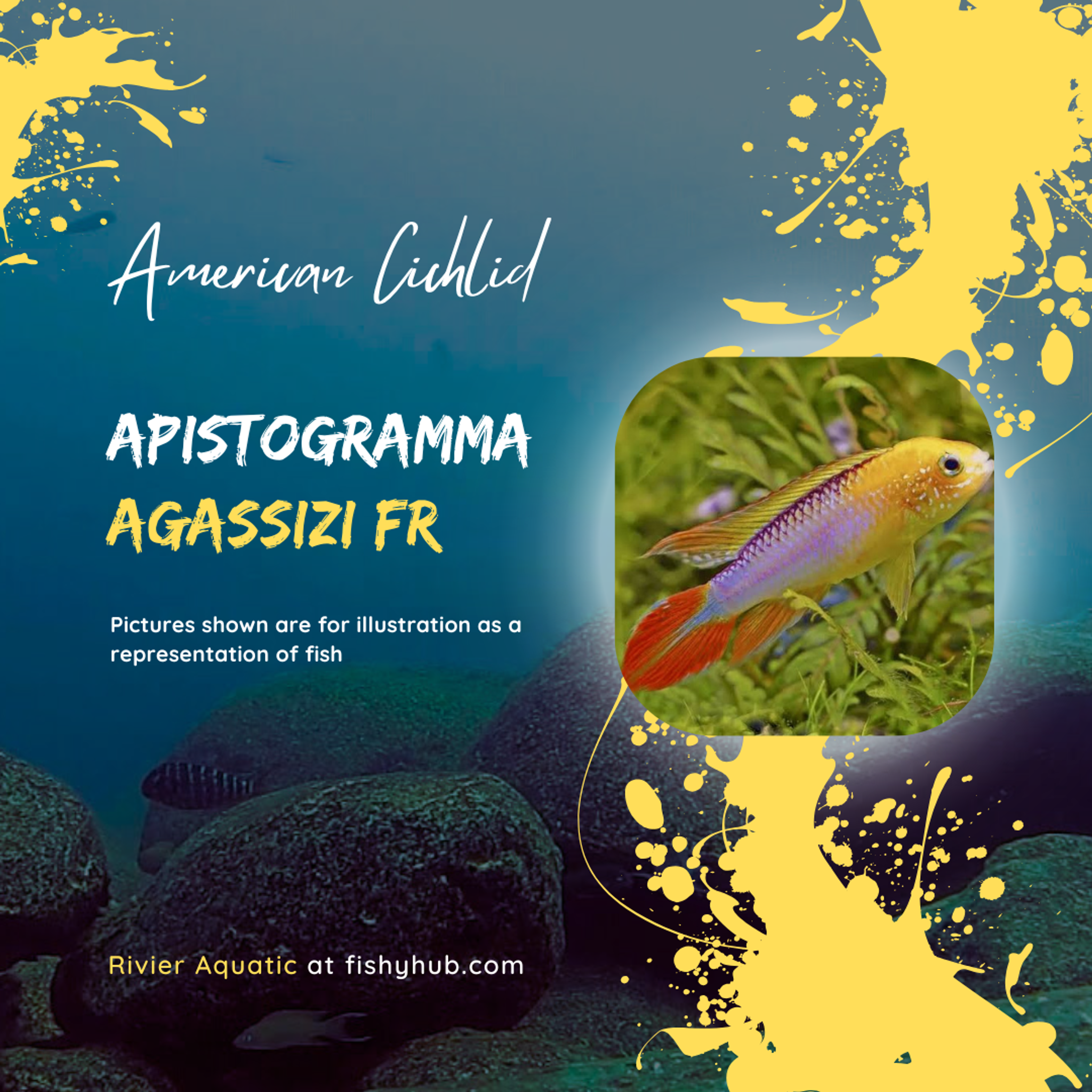 Apistogramma Agassizi Fire Red