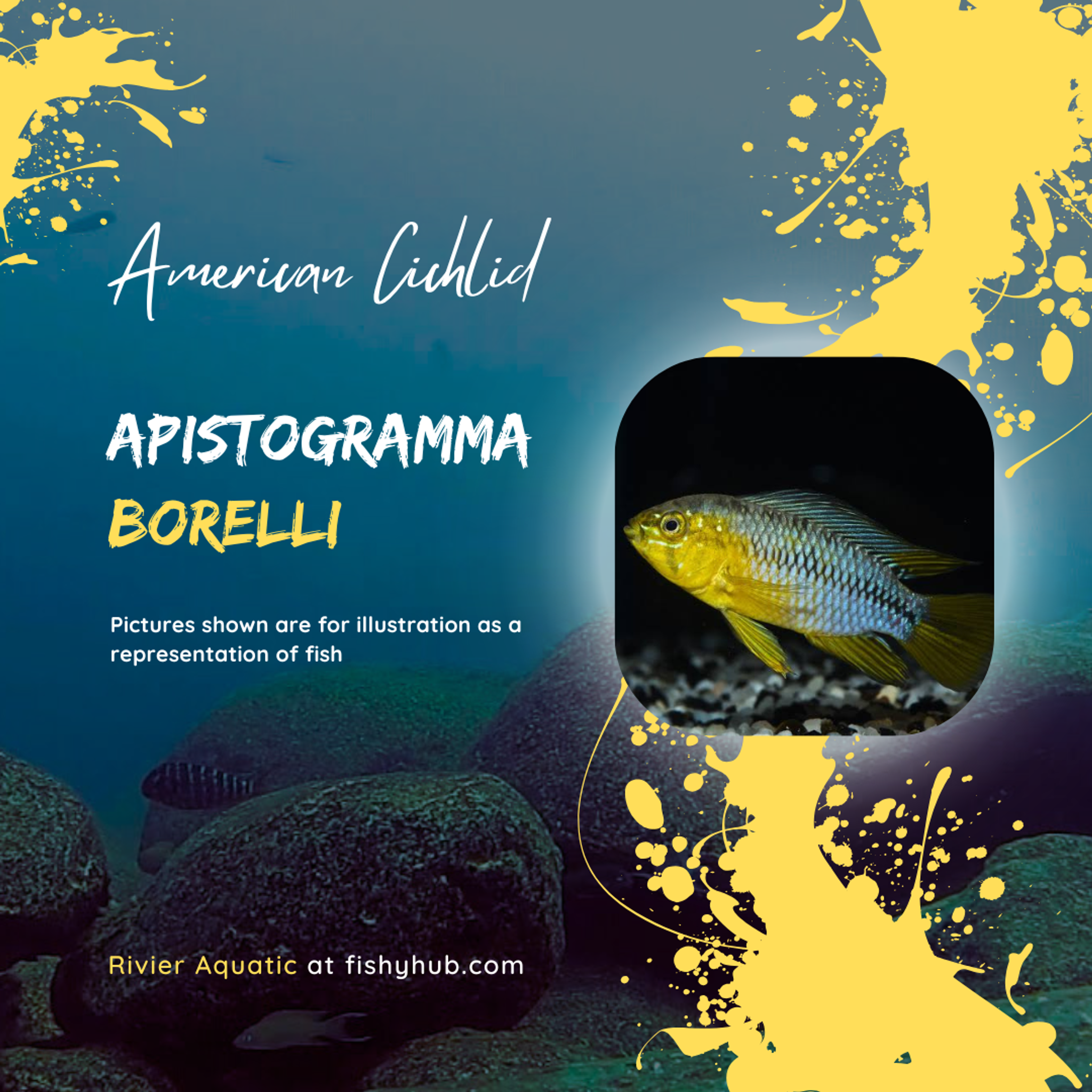 Apistogramma Borellii