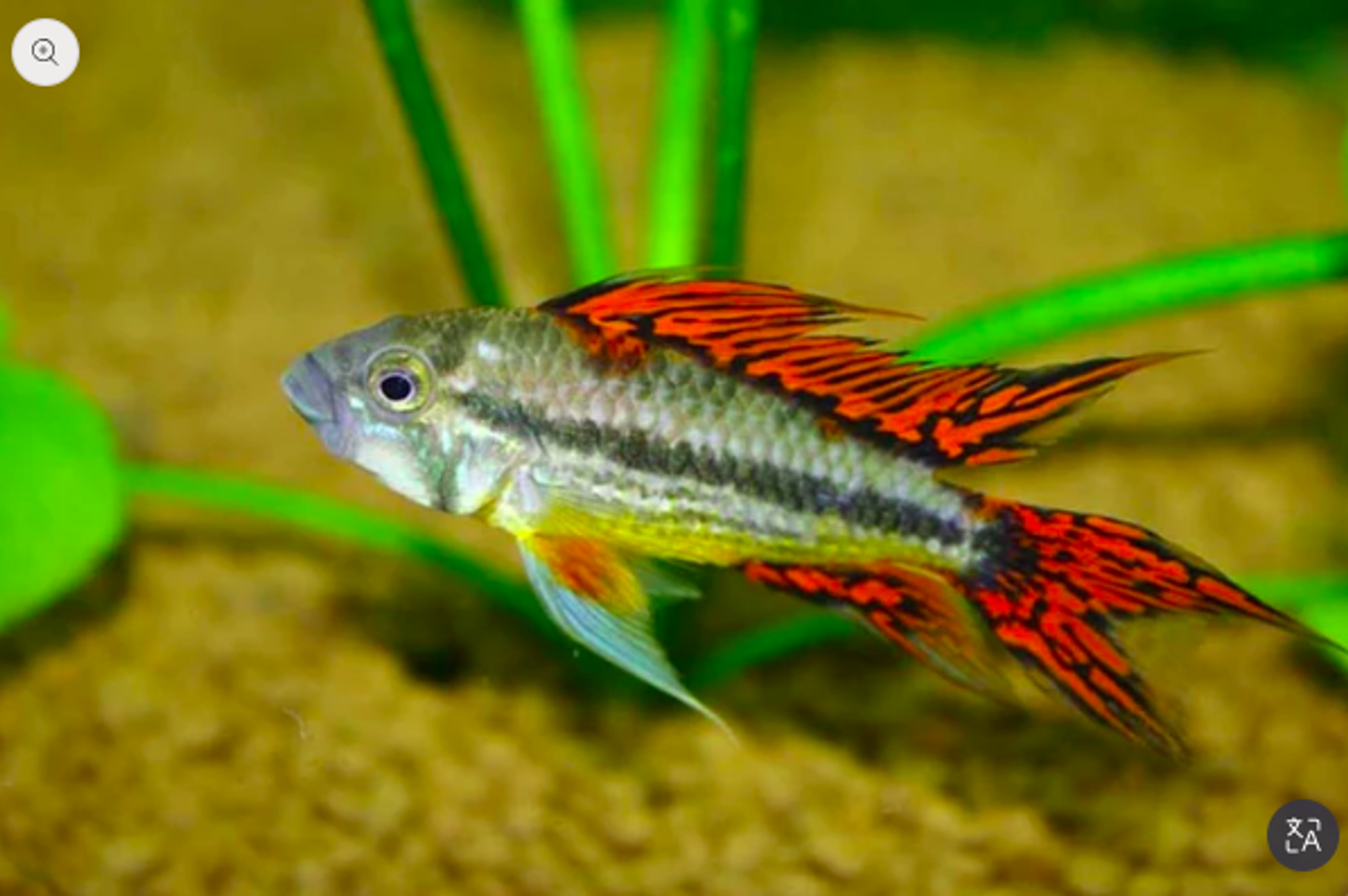 Apistogramma Cacatuoides "Red"