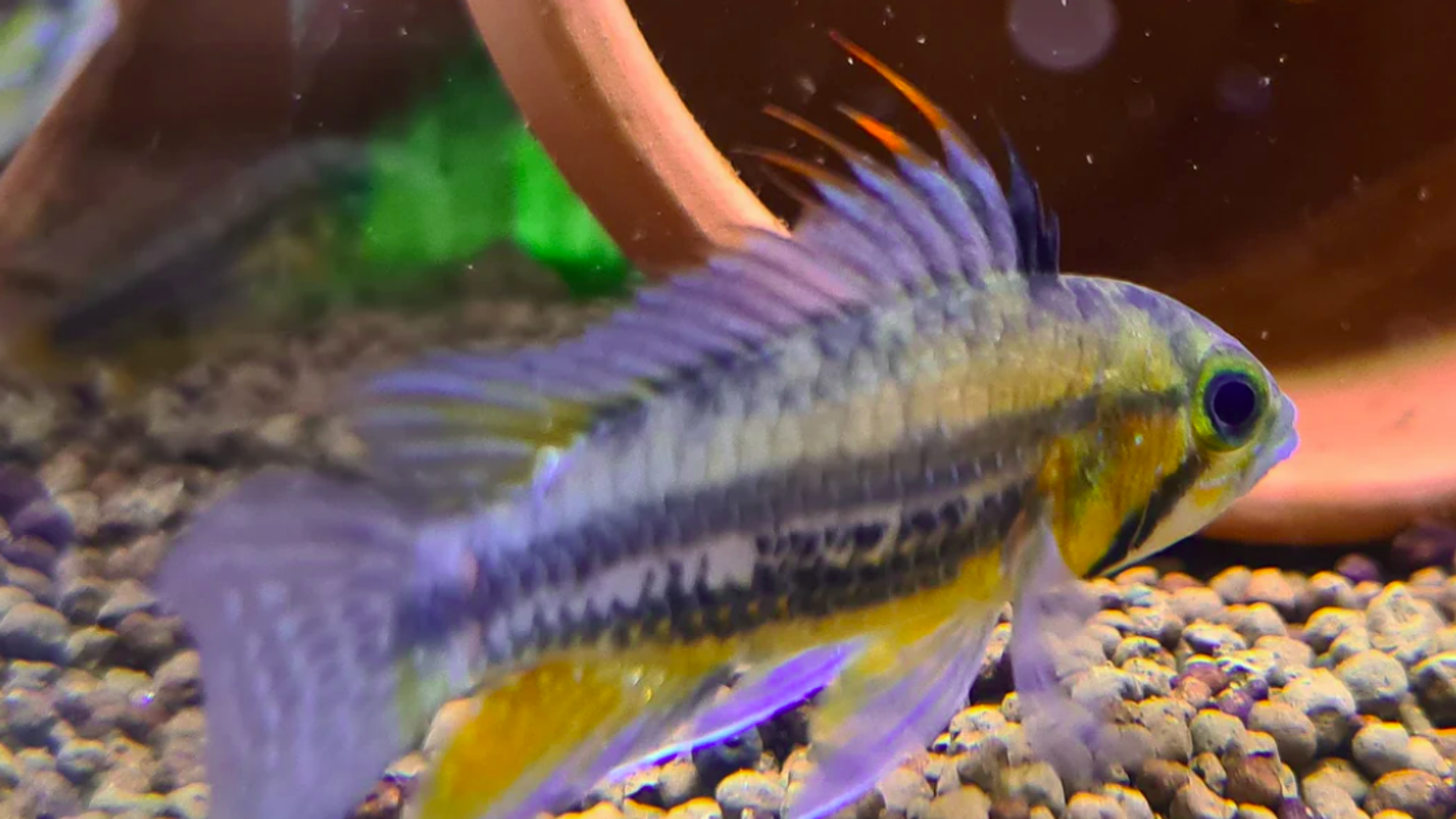 Apistogramma Cacatuoides "Red"